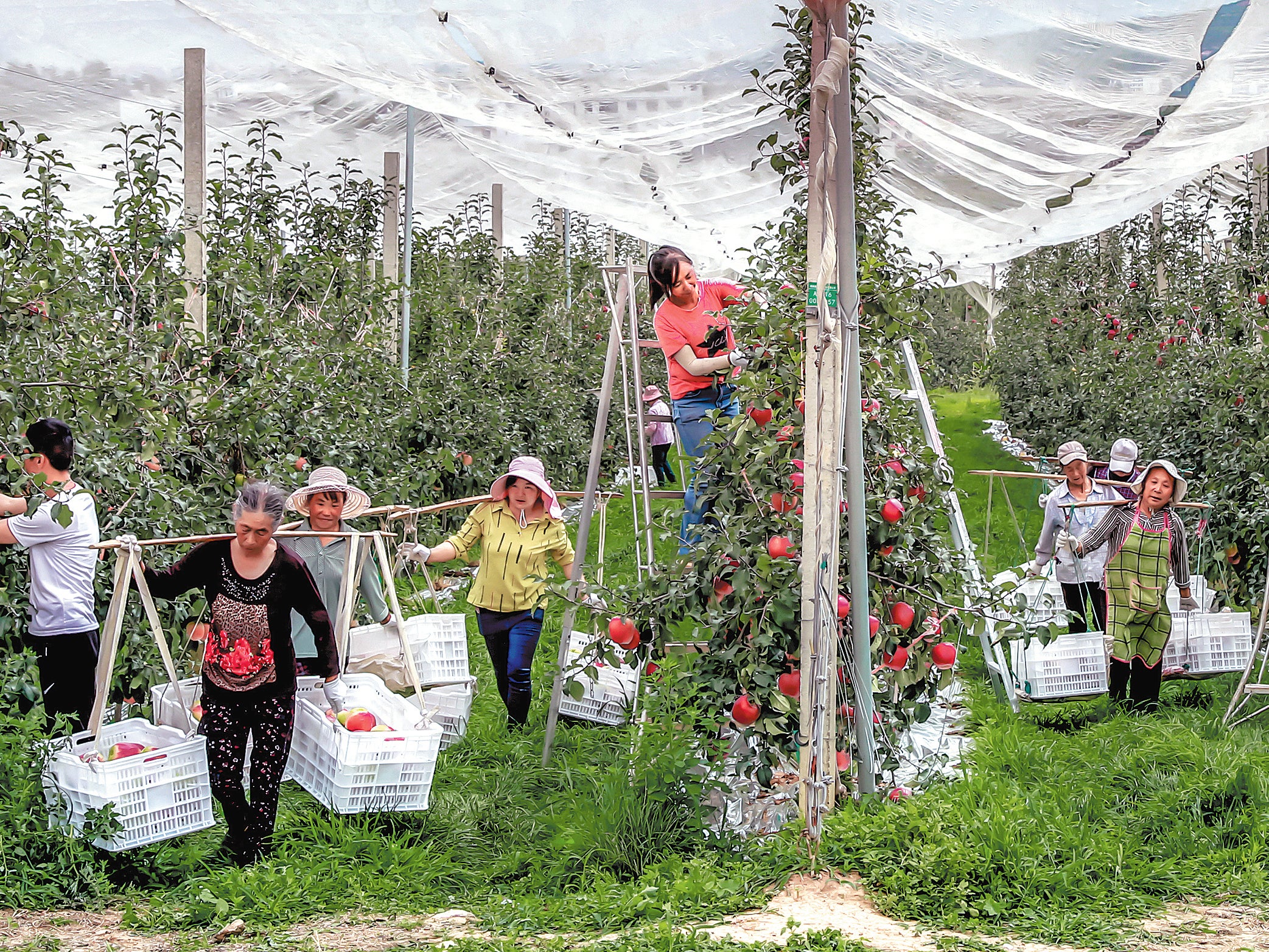 Farmers pick apples at a production base of Zhaotong Chaoyue Agriculture in Zhaotong, Yunnan