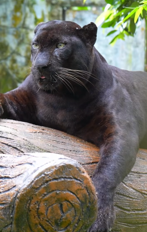 Apoh the black leopard