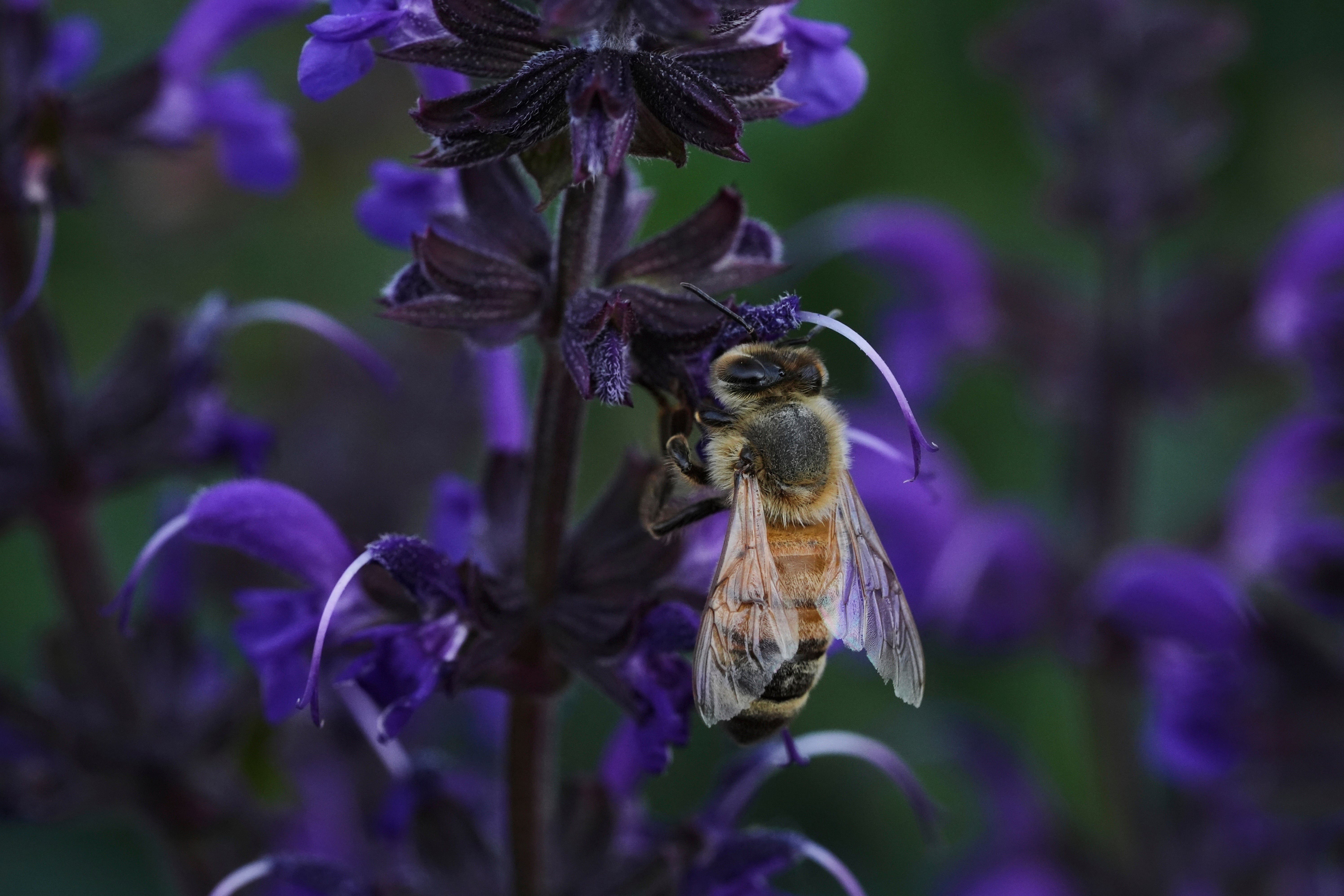 The species is described as a ‘highly effective’ predator of insects, including honeybees