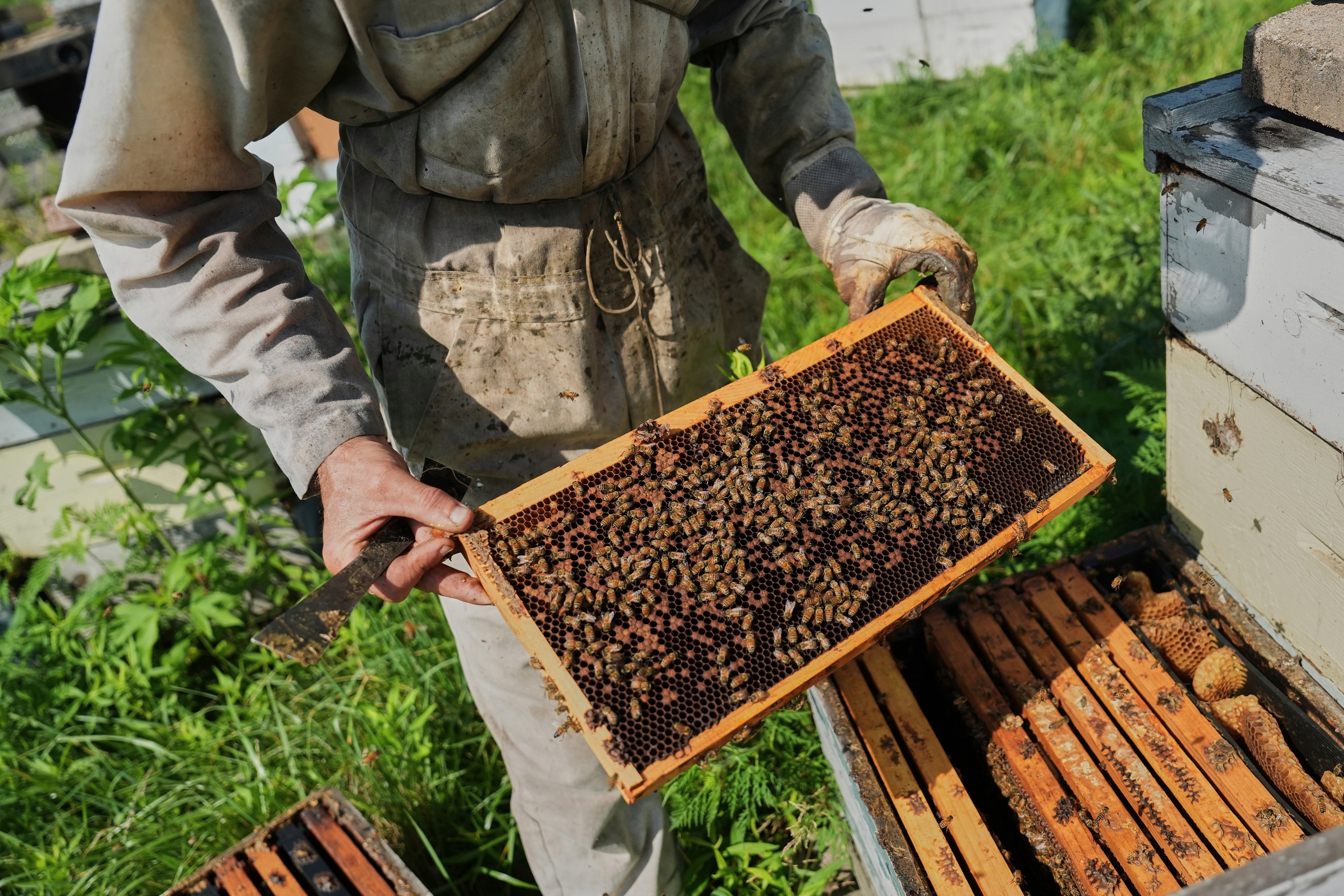 Bee populations are falling as intensive agriculture and climate change strip away flowers
