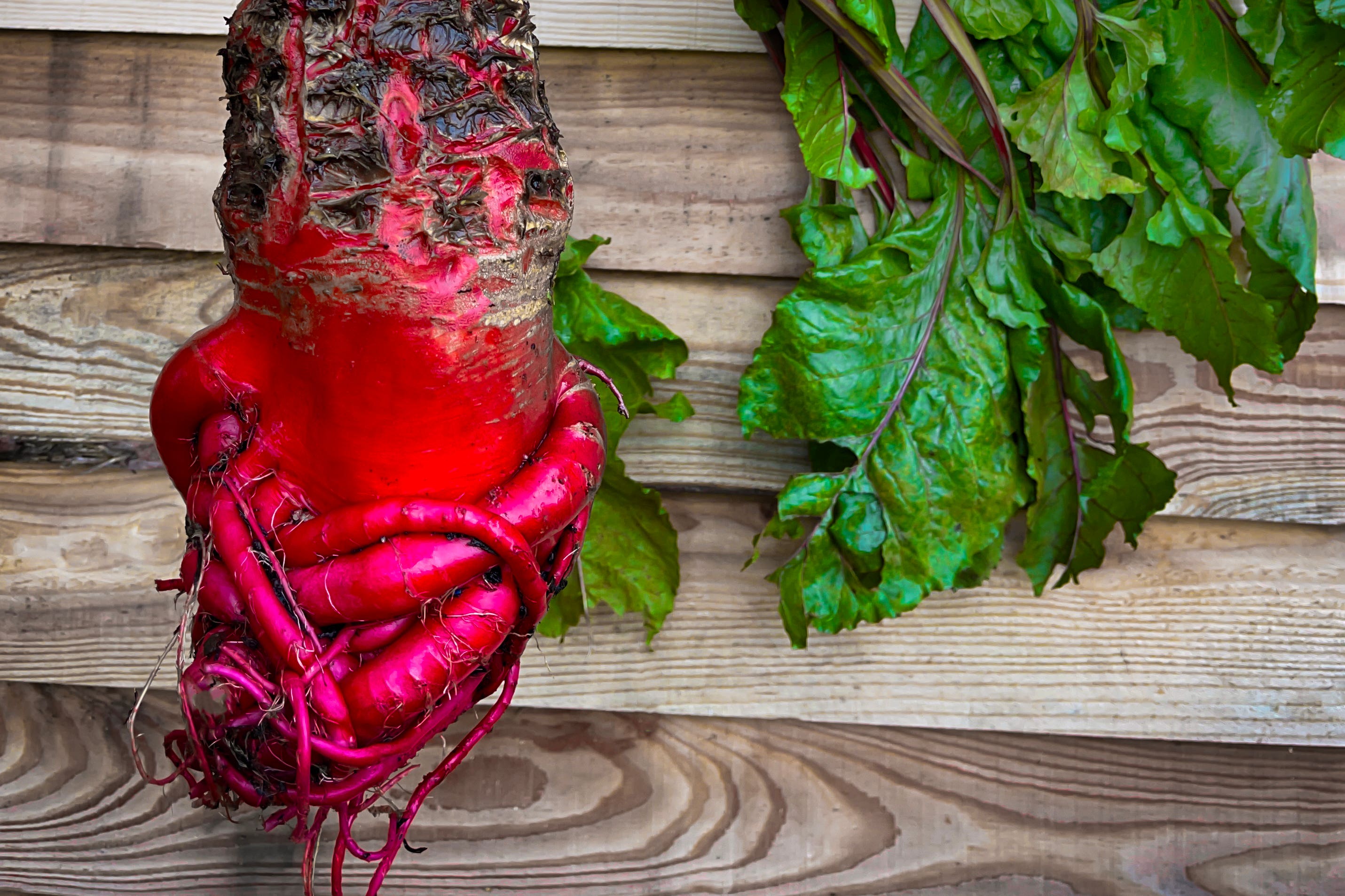 Cousin of beetroot, sugar beet and chard, the heirloom veggie mangelwurzel is taking over gardens