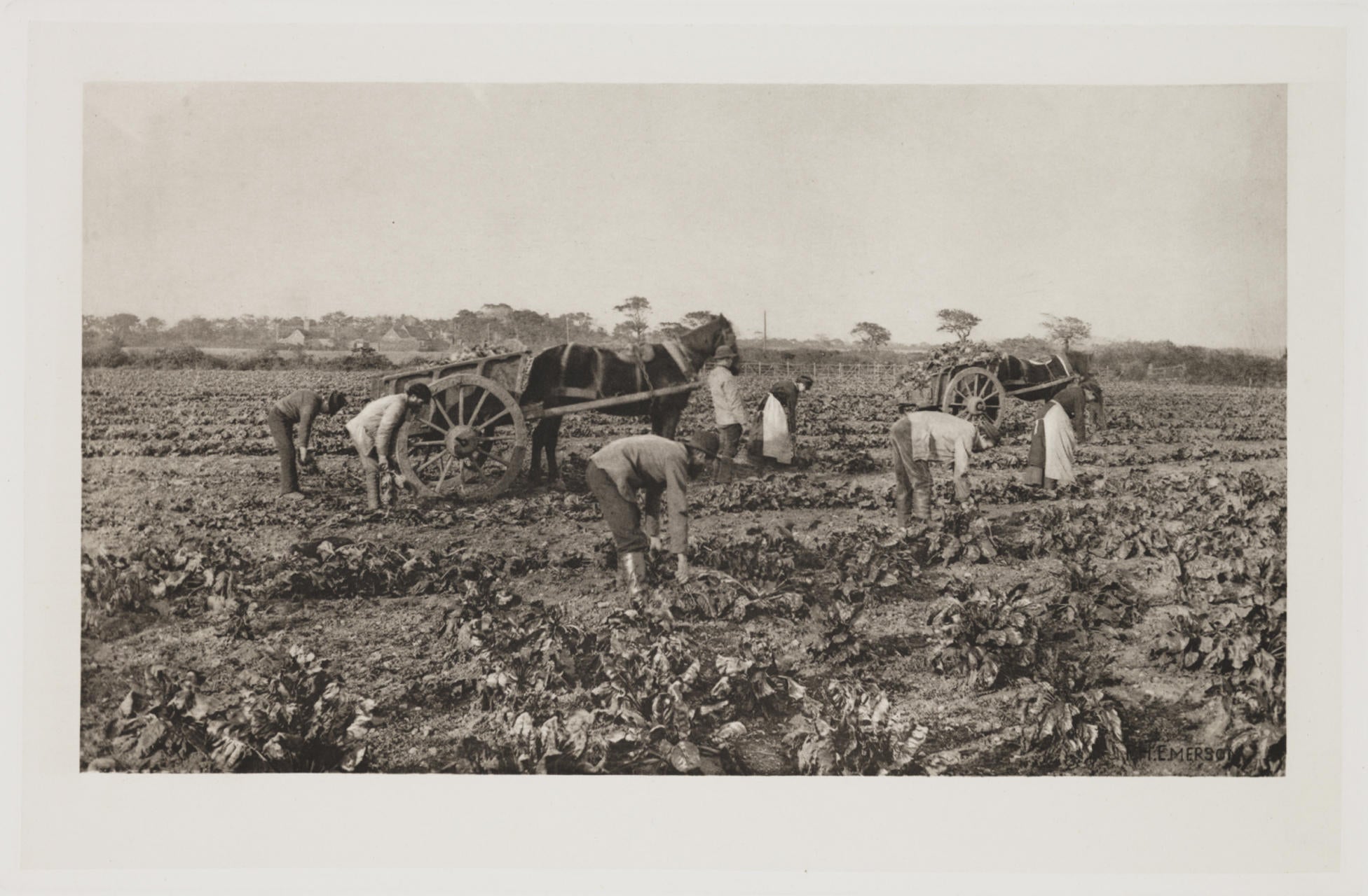 Traditional harvesting of mangelwurzels. It was originally cultivated as cattle fodder in the 18th century
