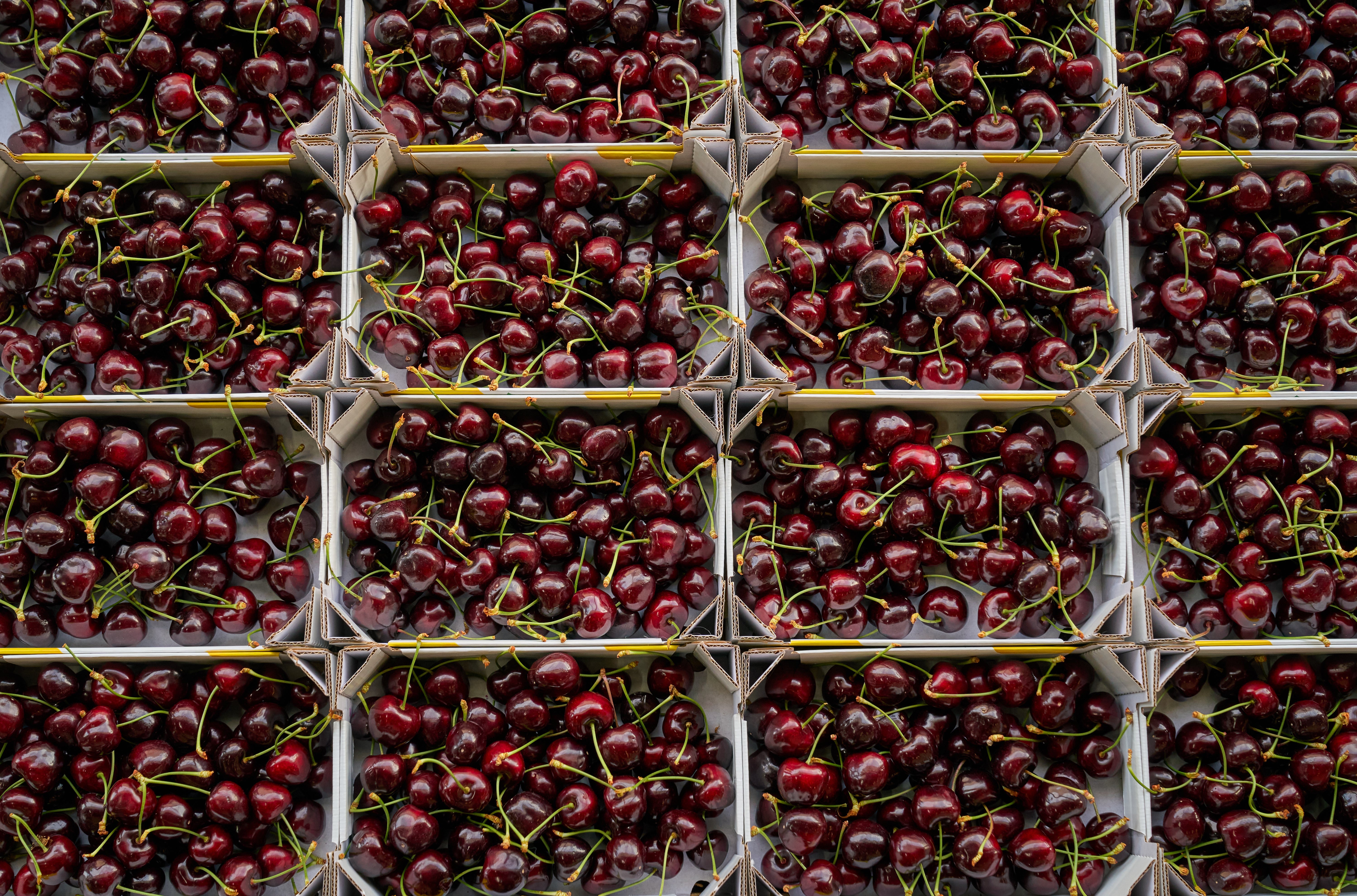 Scientists took cherries that otherwise would have been thrown out (Place UK/ PA)