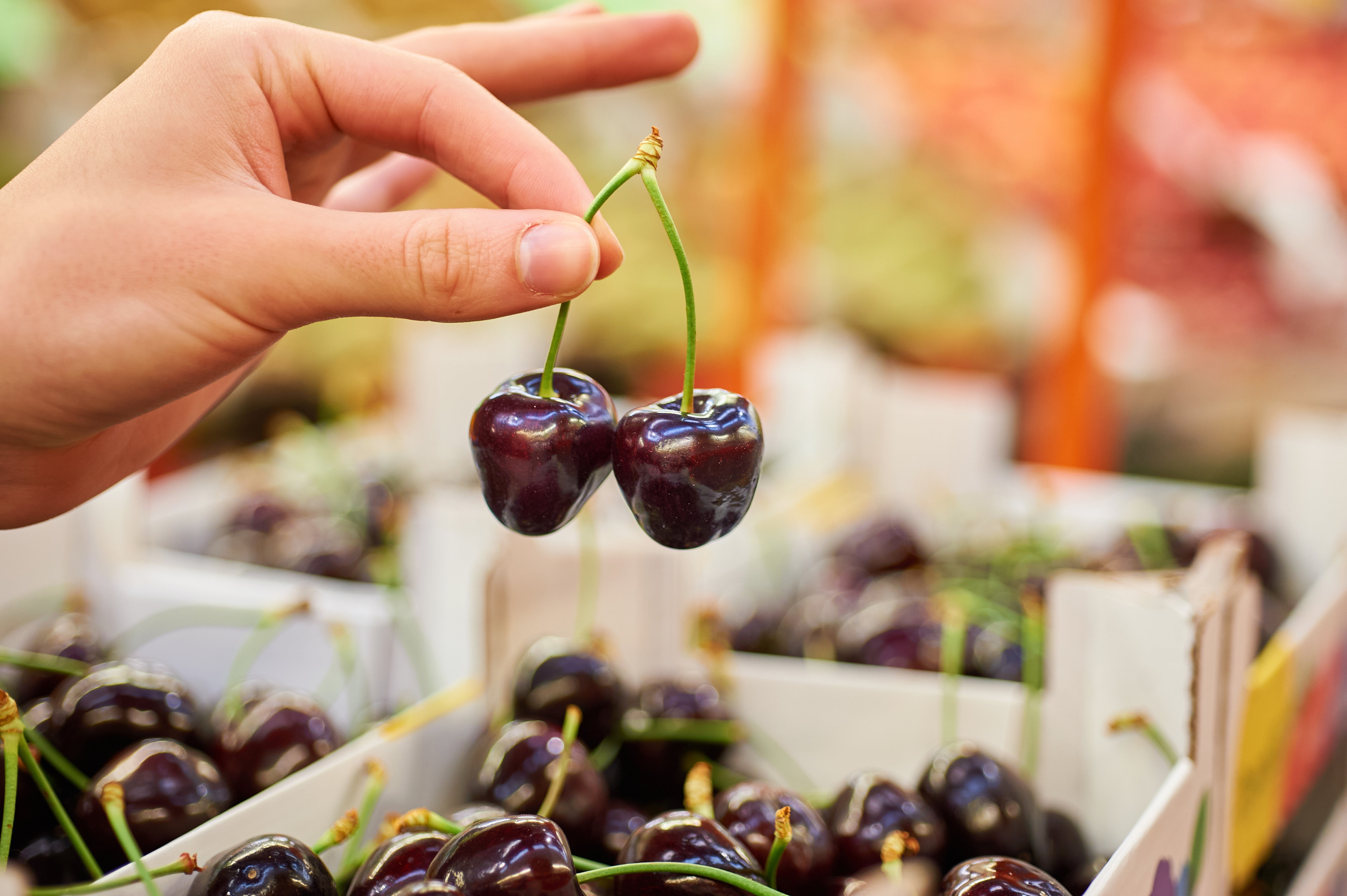 Warm weather has led to the UK’s biggest cherry yield in at least three years