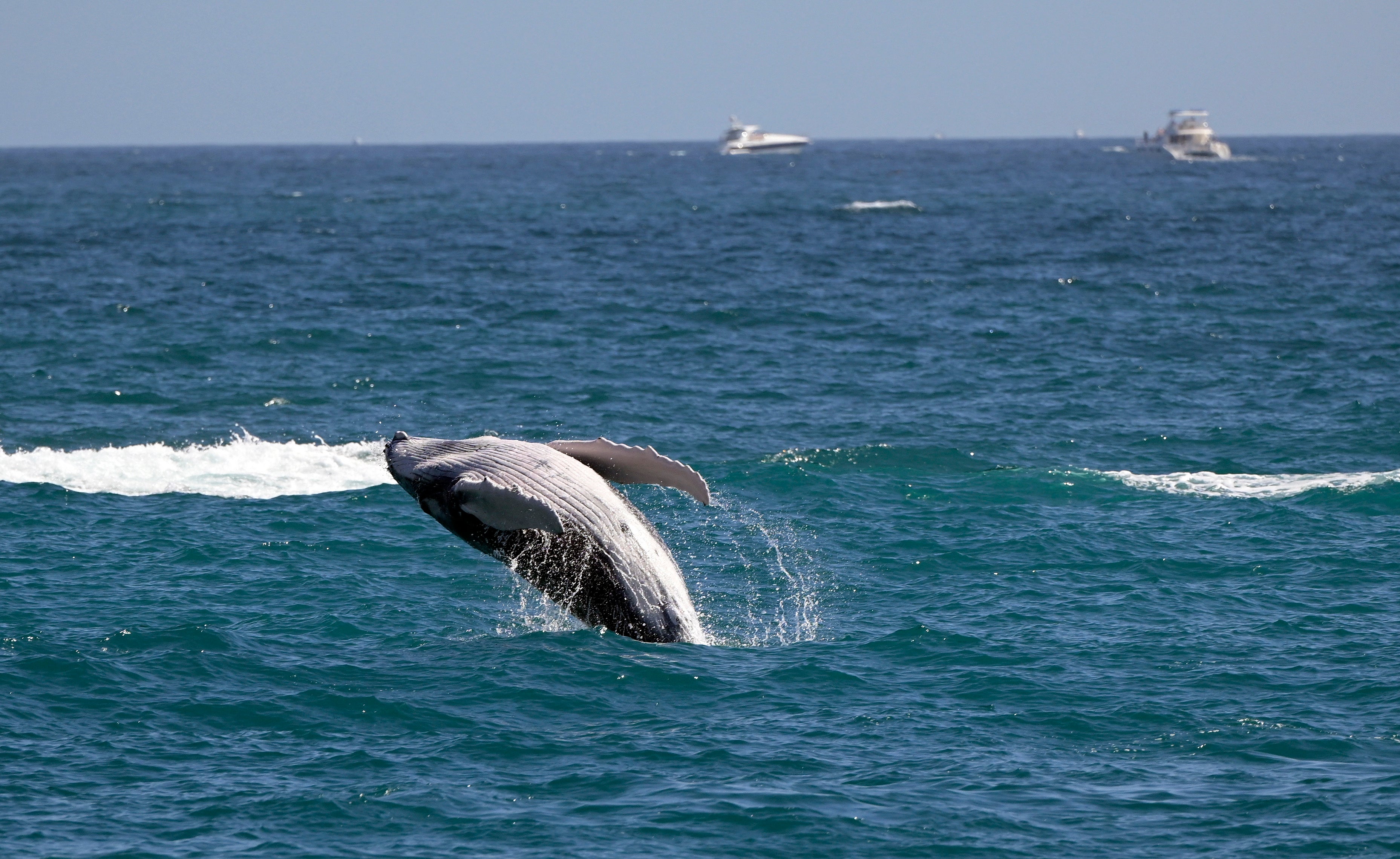Researchers have reported an "unusually high" number of gray whale sightings in the region recently