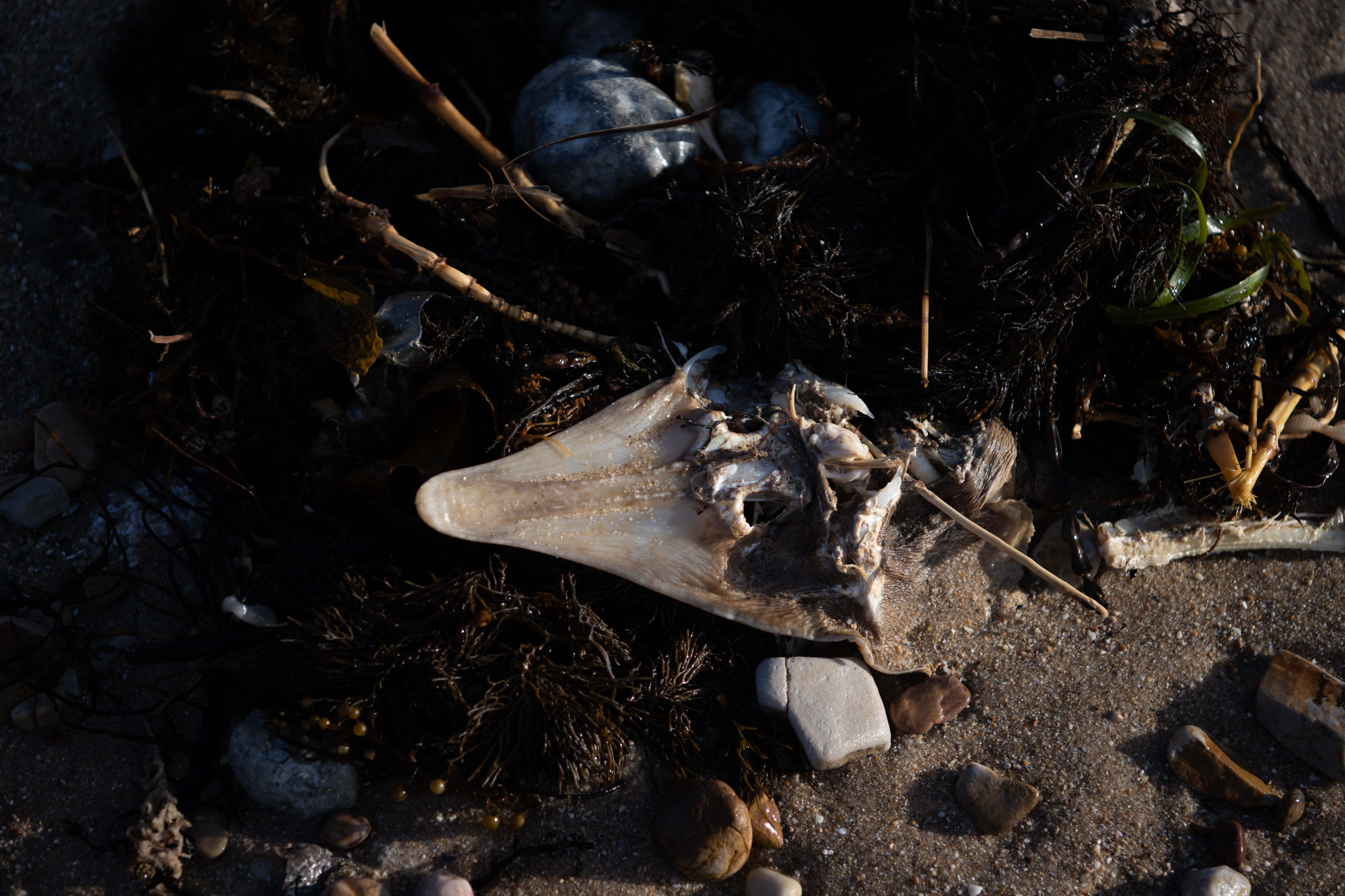 A toxic algal bloom washes dead and dying sea creatures between O'Sullivan Beach and Hallett Cove in Adelaide on 12 July 2025