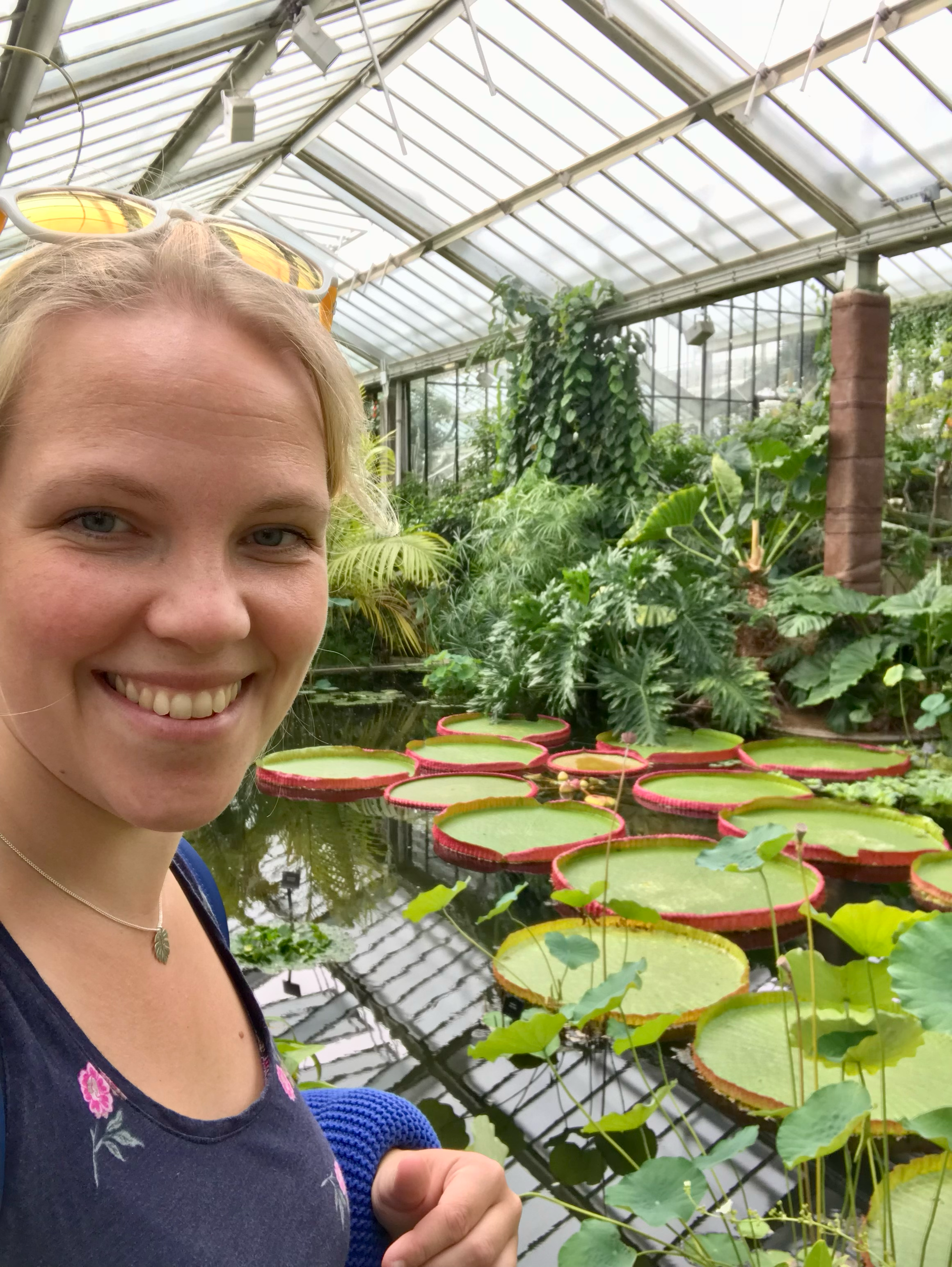 The giant waterlilies were discovered at Kew Gardens itself.