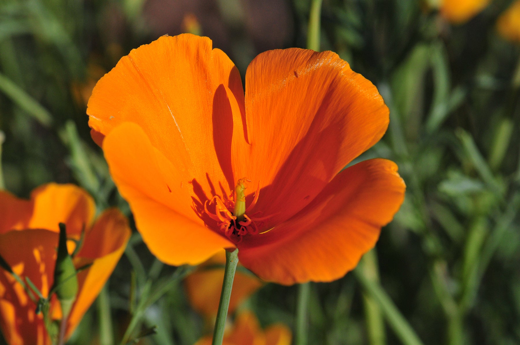 Gardening-Native Annuals