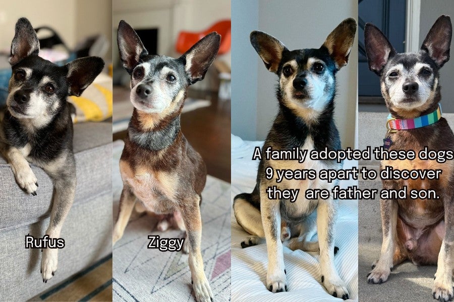 A California family grieving the loss of their beloved dog Rufus, adopted another similar-looking dog, Ziggy, and was shocked to learn Ziggy was Rufus’ father.