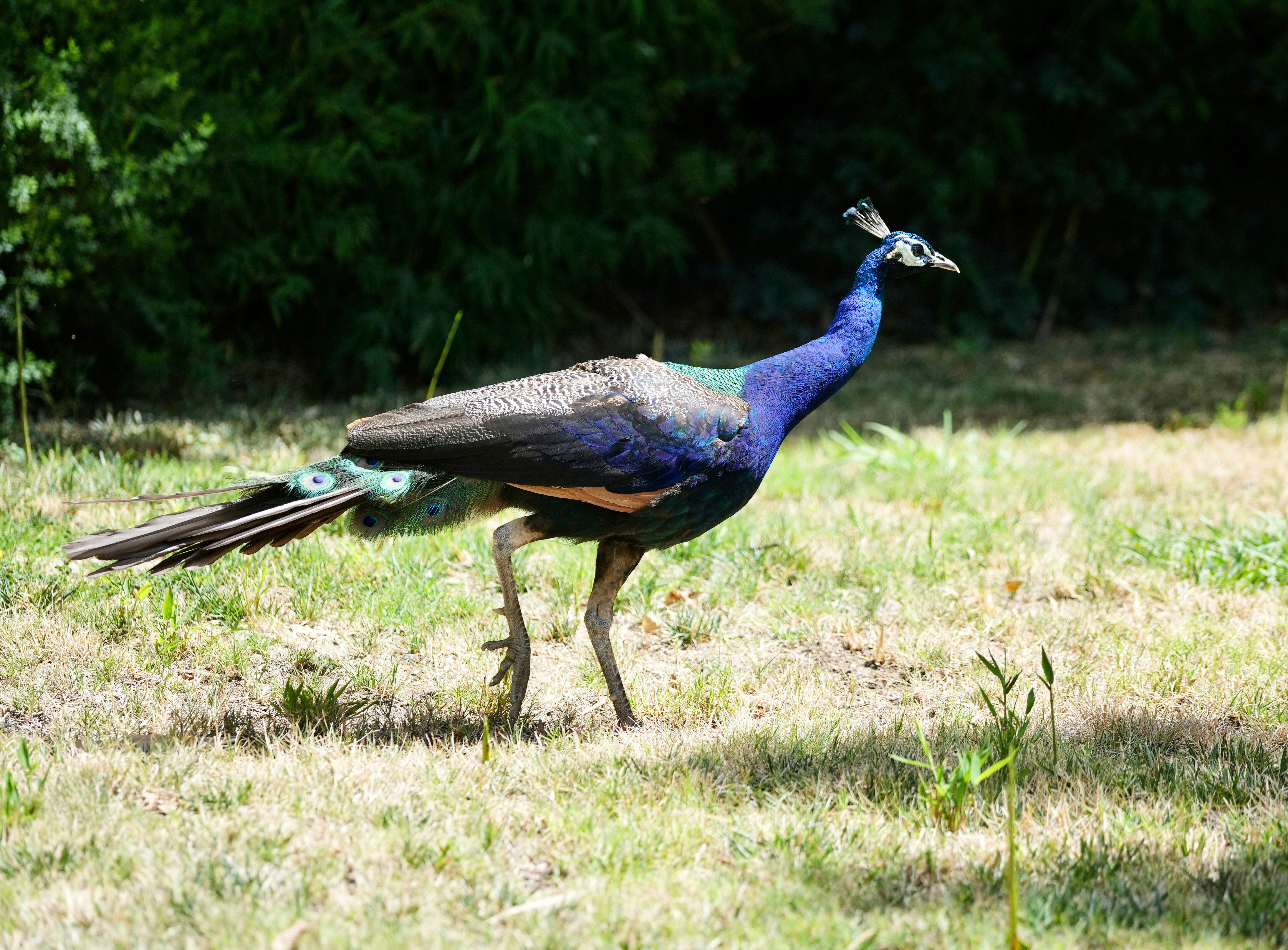 A peacock roams the grounds at the Ryde Hotel