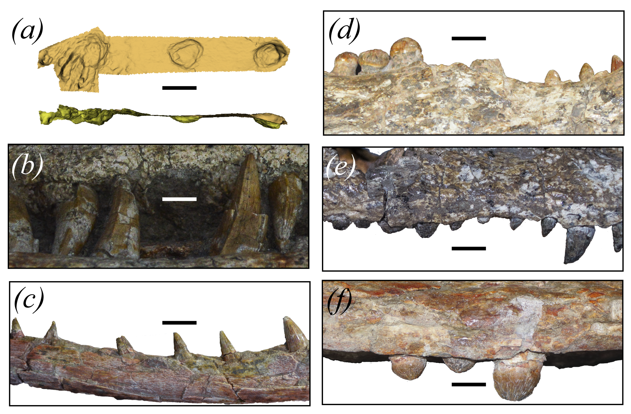 Scans of the terror bird bone discovered in Colombia