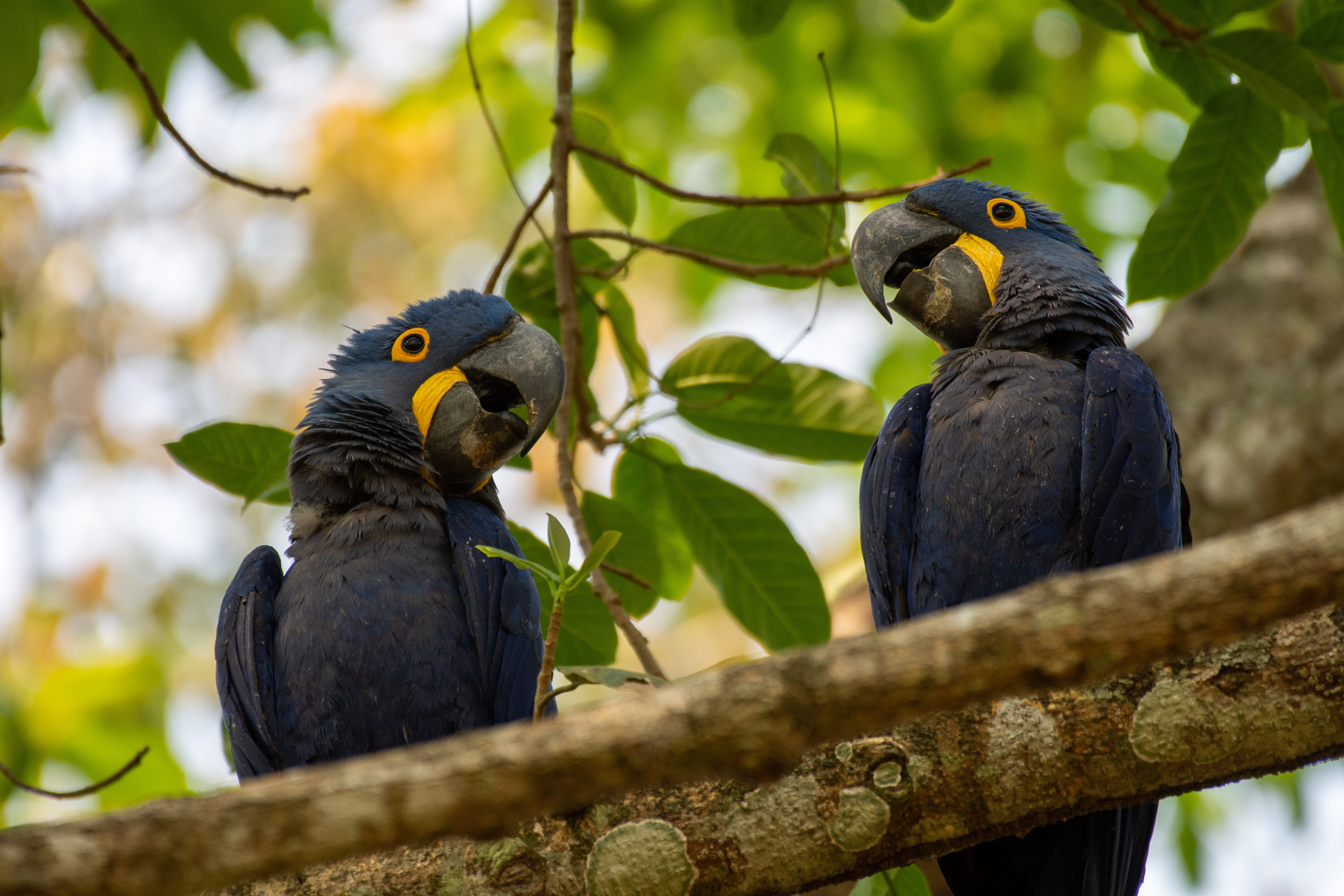 Inky blue hyacinth macaws are a common sighting in Brazil’s Pantanal