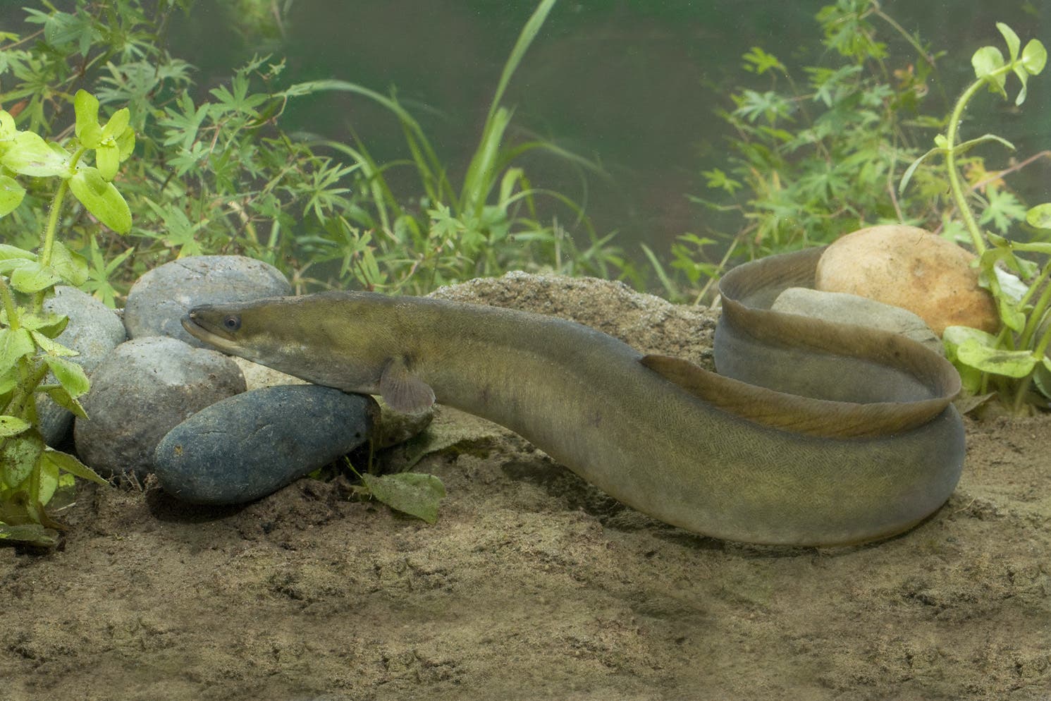 Narrow lanes of water are being created to provide eels with a route around artificial barriers such as dams and weirs (Derek Middleton/Western Sussex Rivers Trust/PA)