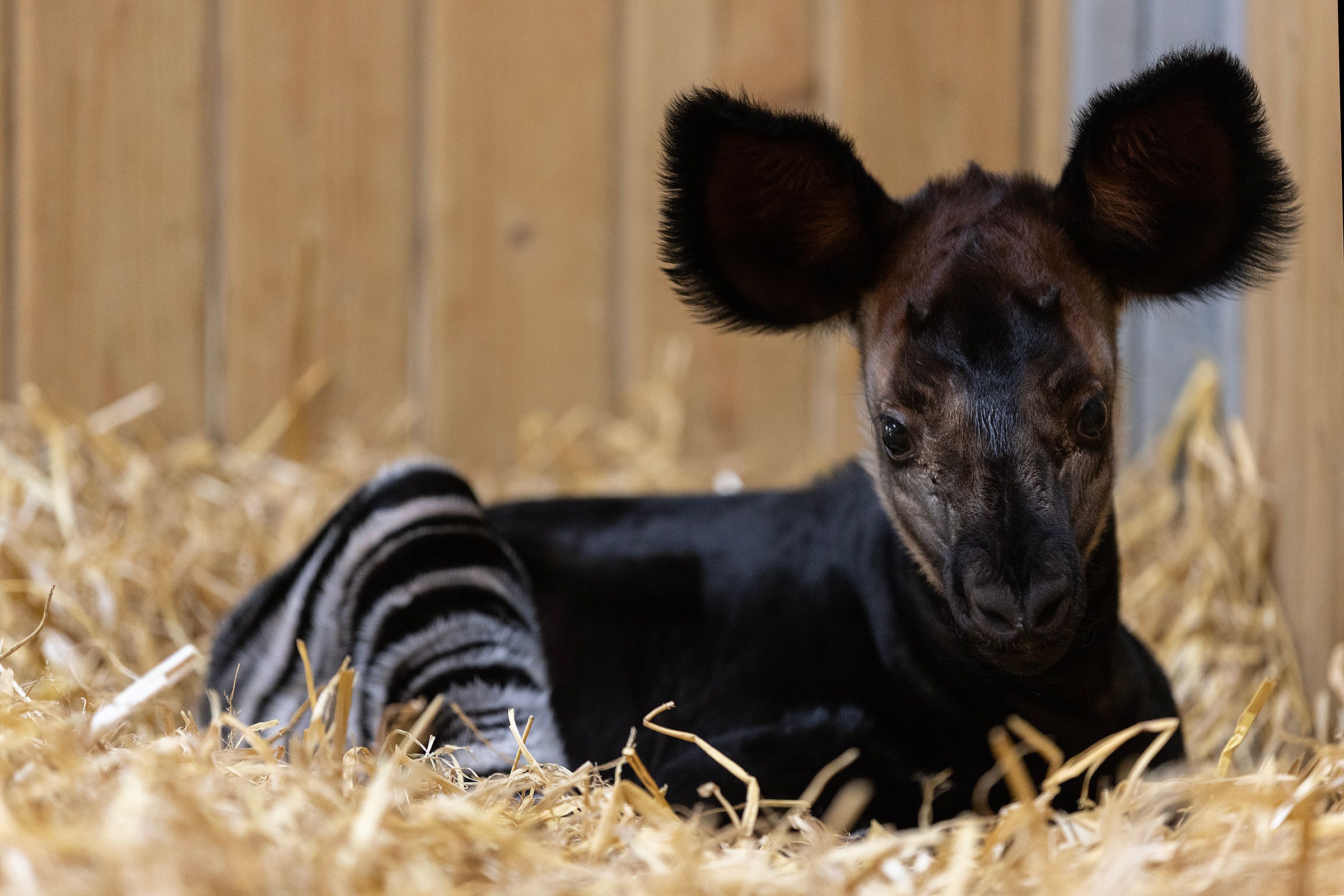 A first look at the Endangered okapi calf, born on Good Friday 2025 (Patrick Bolger/PA)