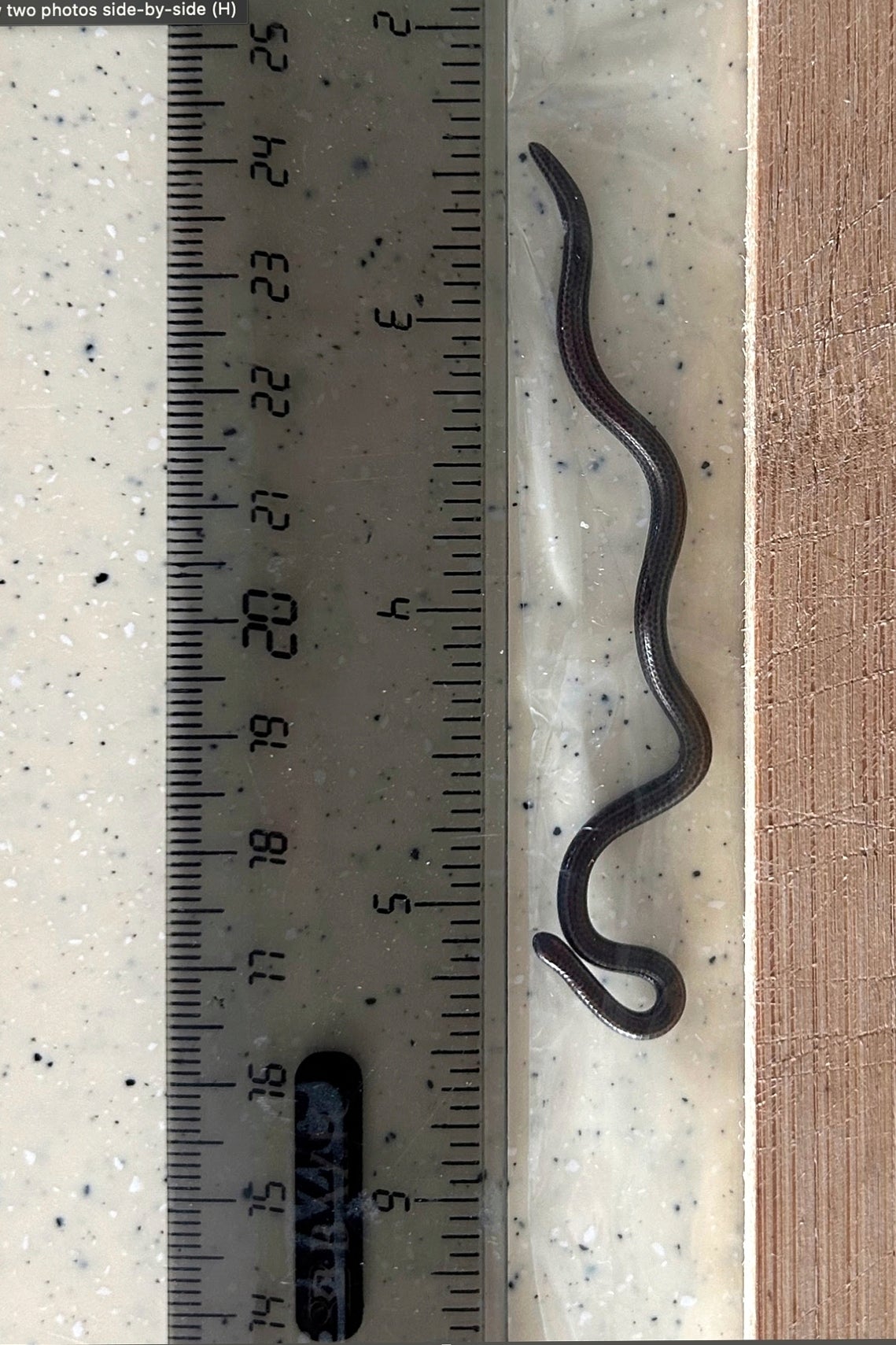 The Barbados threadsnake next to a ruler, in the Scotland District of St. Andrew, Barbados