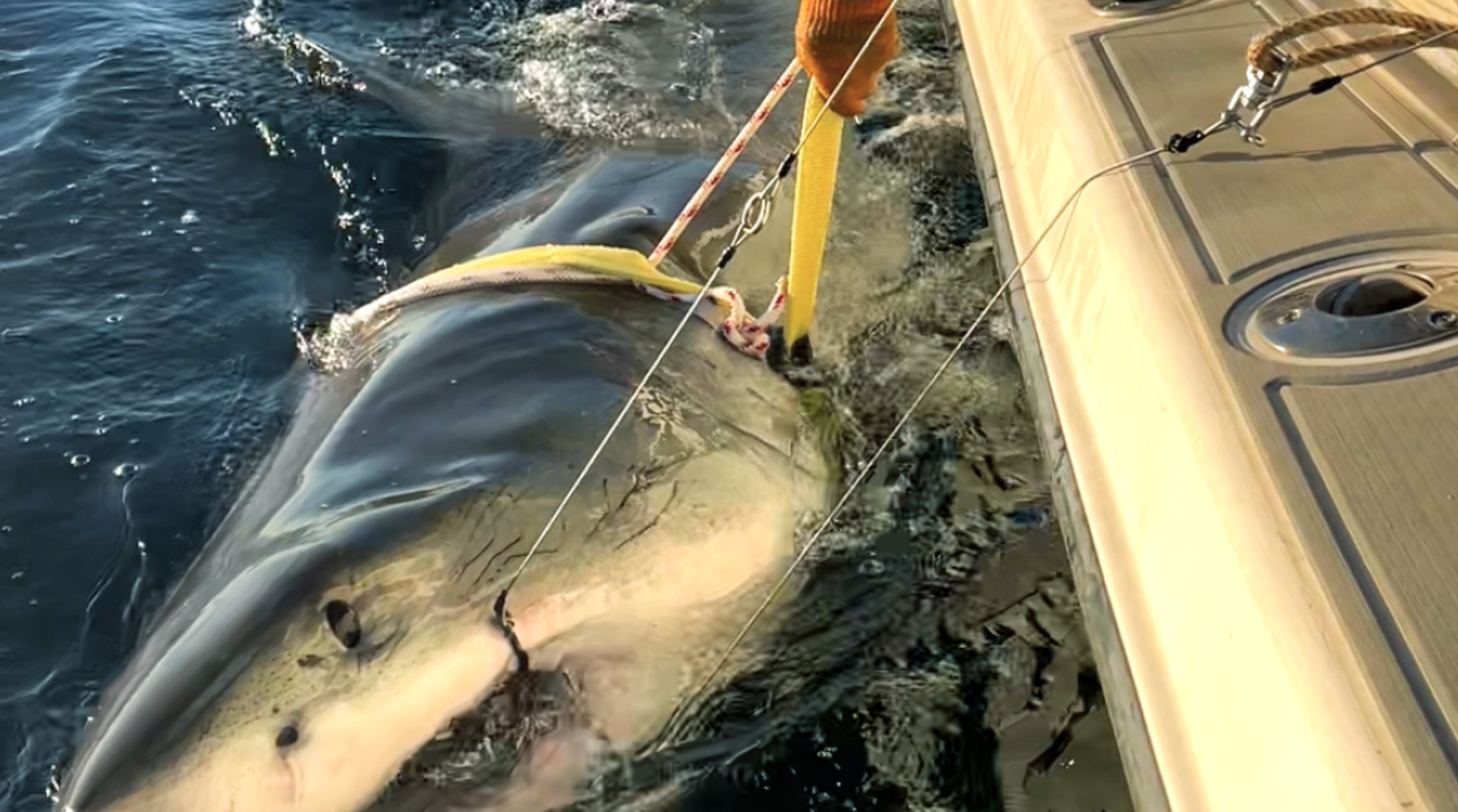 Contender, largest great white shark tagged in Atlantic, spotted off Nantucket