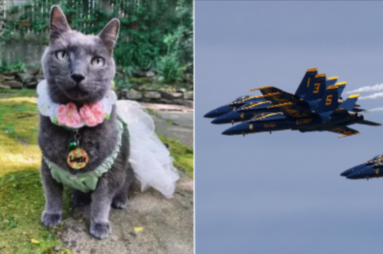 Seattle woman sues Blue Angels claiming the military jets traumatized her dying cat
