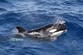 British sailors warned after killer whales ram boat off coast of northern Spain