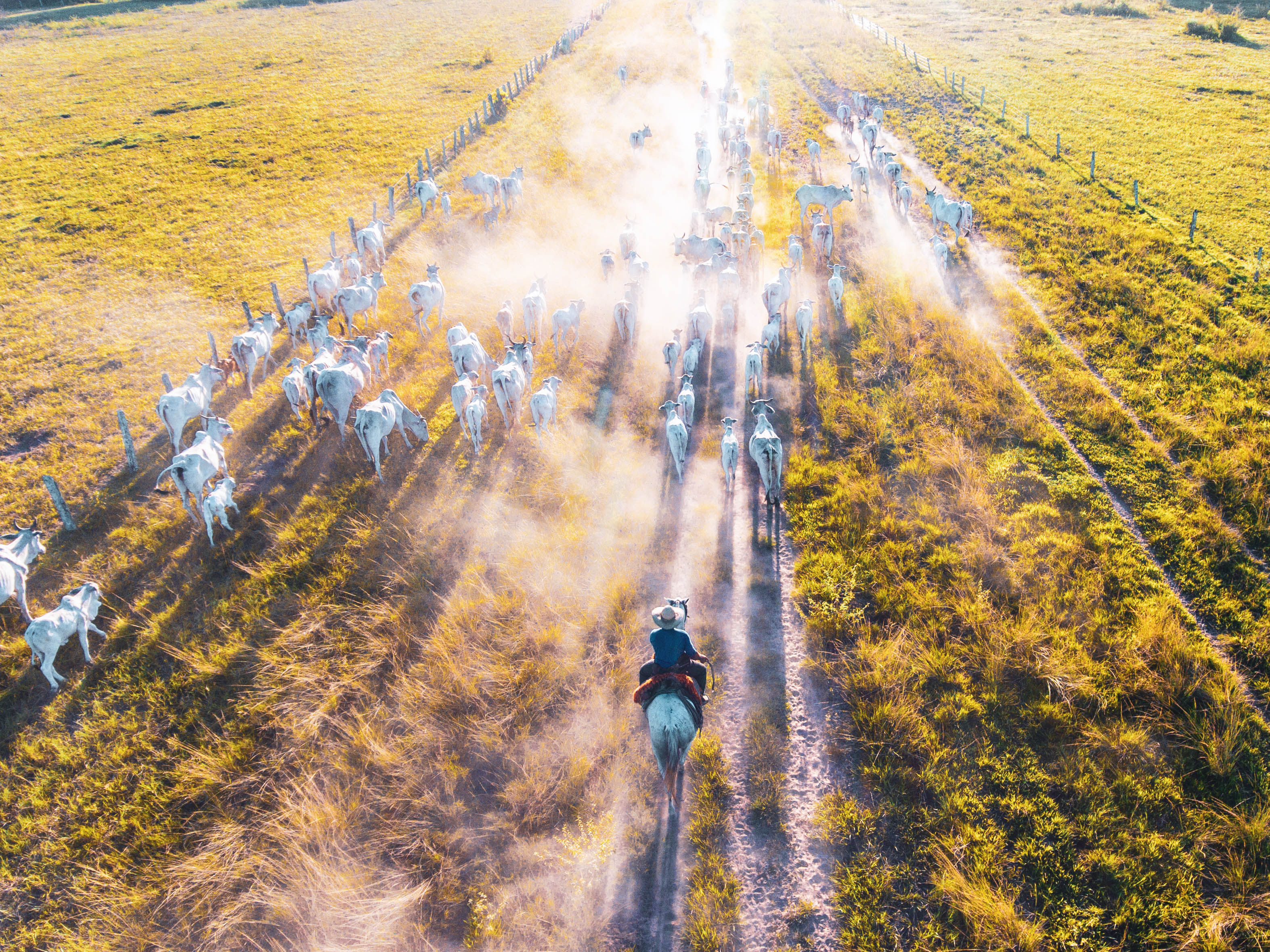 A cattle drive in the Brazilian Pantanal