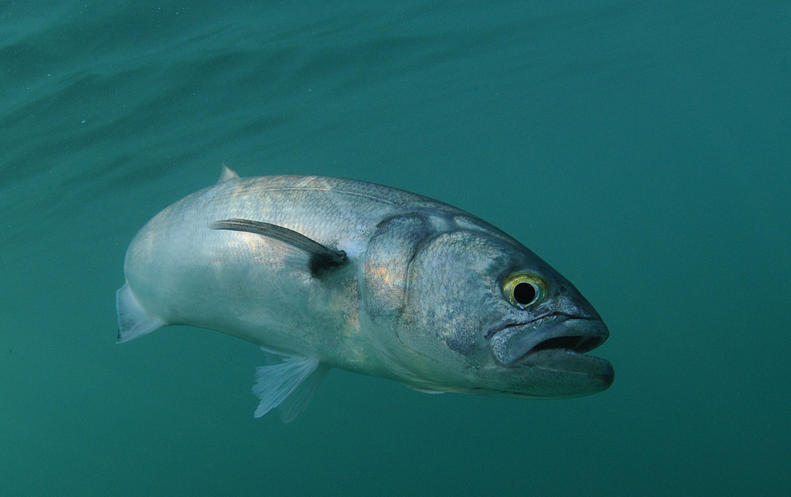 Analysis of the bite, which had no teeth marks, suggested a bluefish was responsible (stock image)