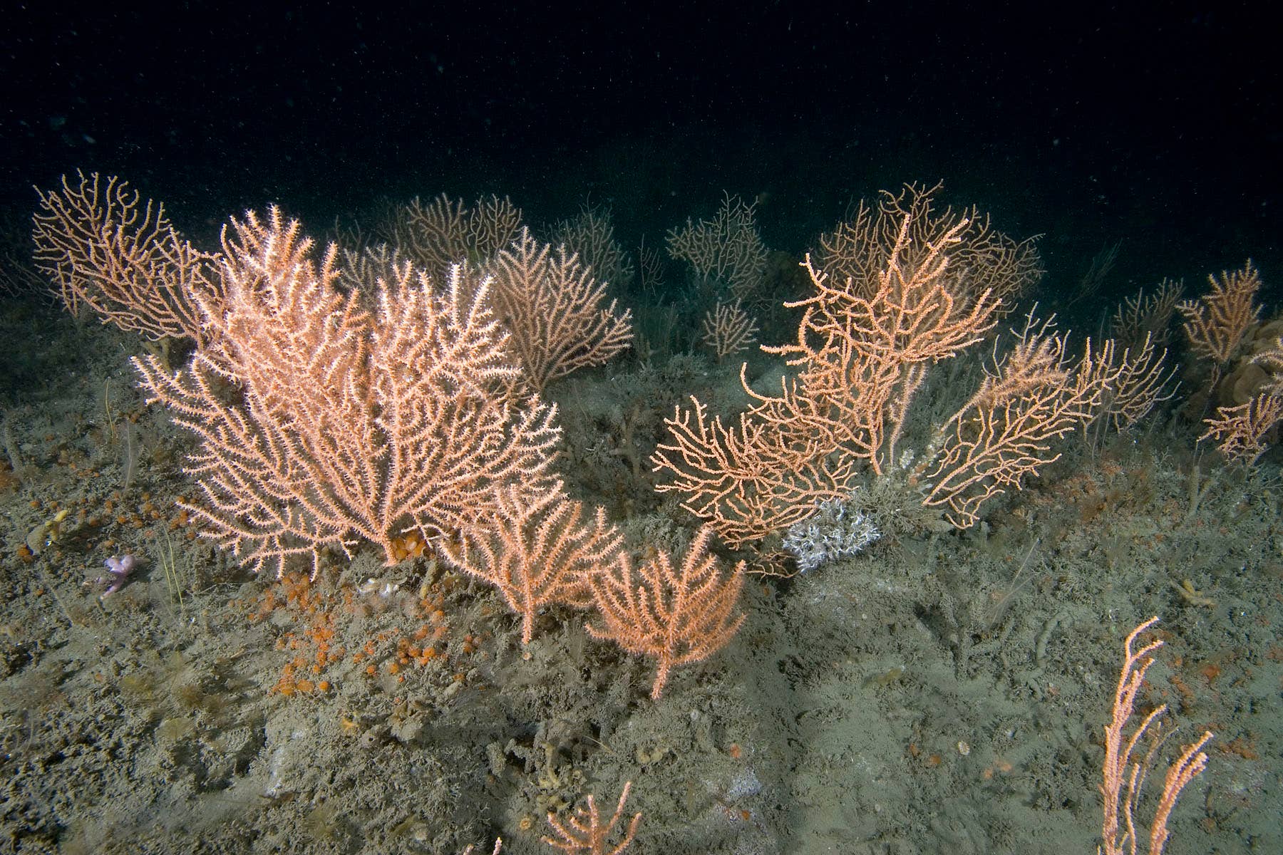 The Wildlife Trusts are urging the public to back greater protection of marine protected areas (Paul Naylor/PA)
