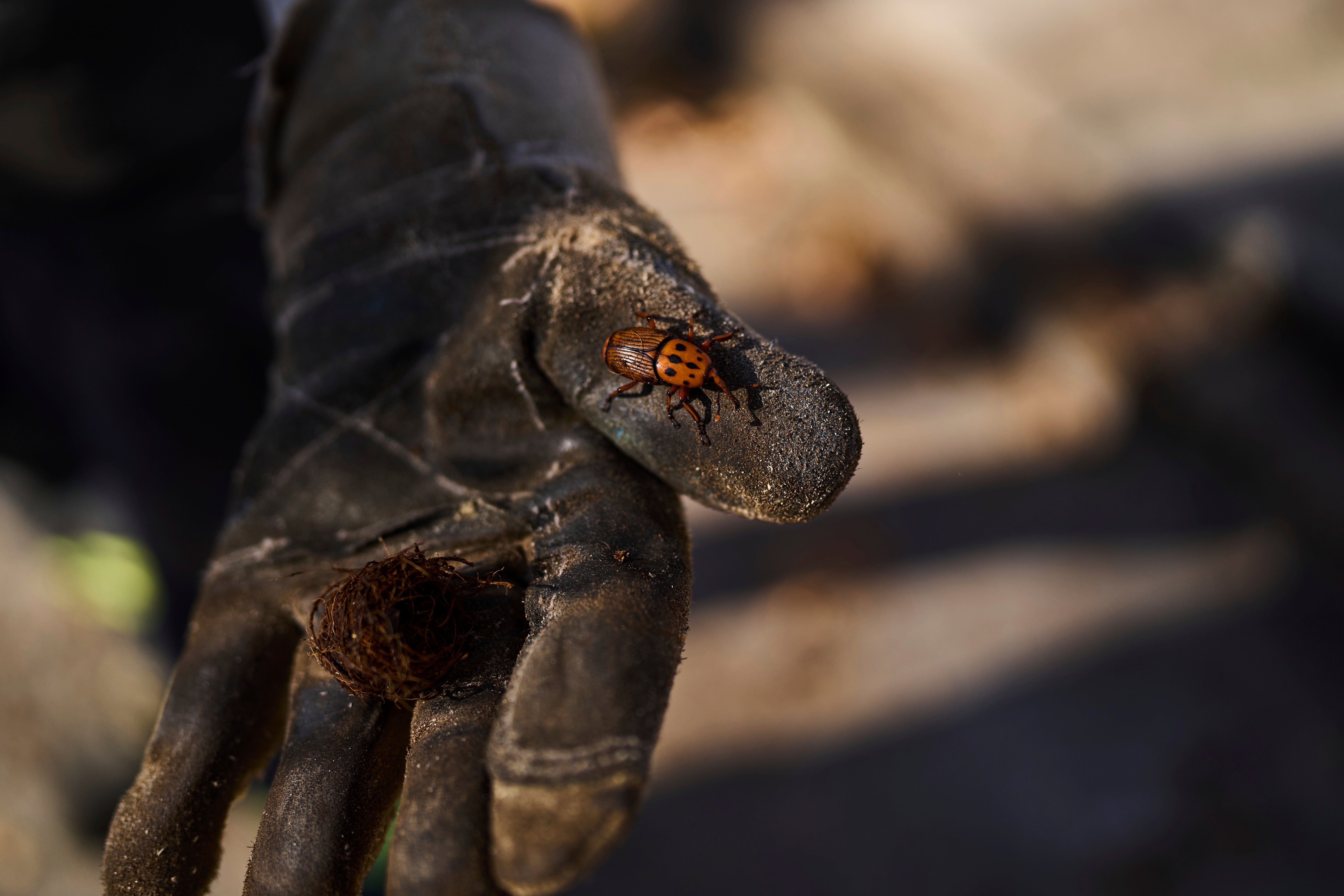 A gloved gardener holds a red palm weevil and its cocoon found during the bucking of a tree in a private garden in Montevideo, Uruguay