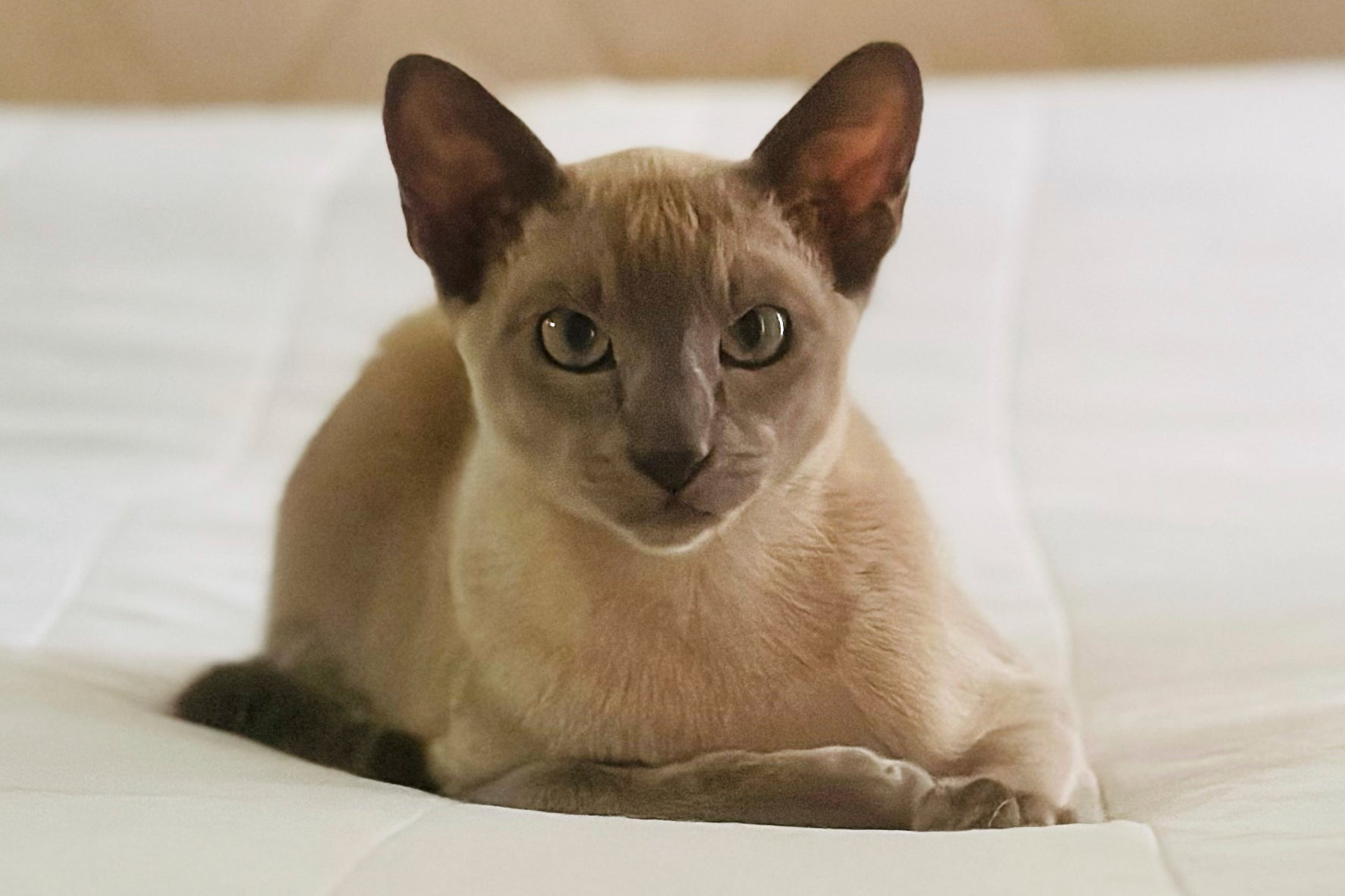 Leo the cat is now known as ‘Leonardo da Pinchy’