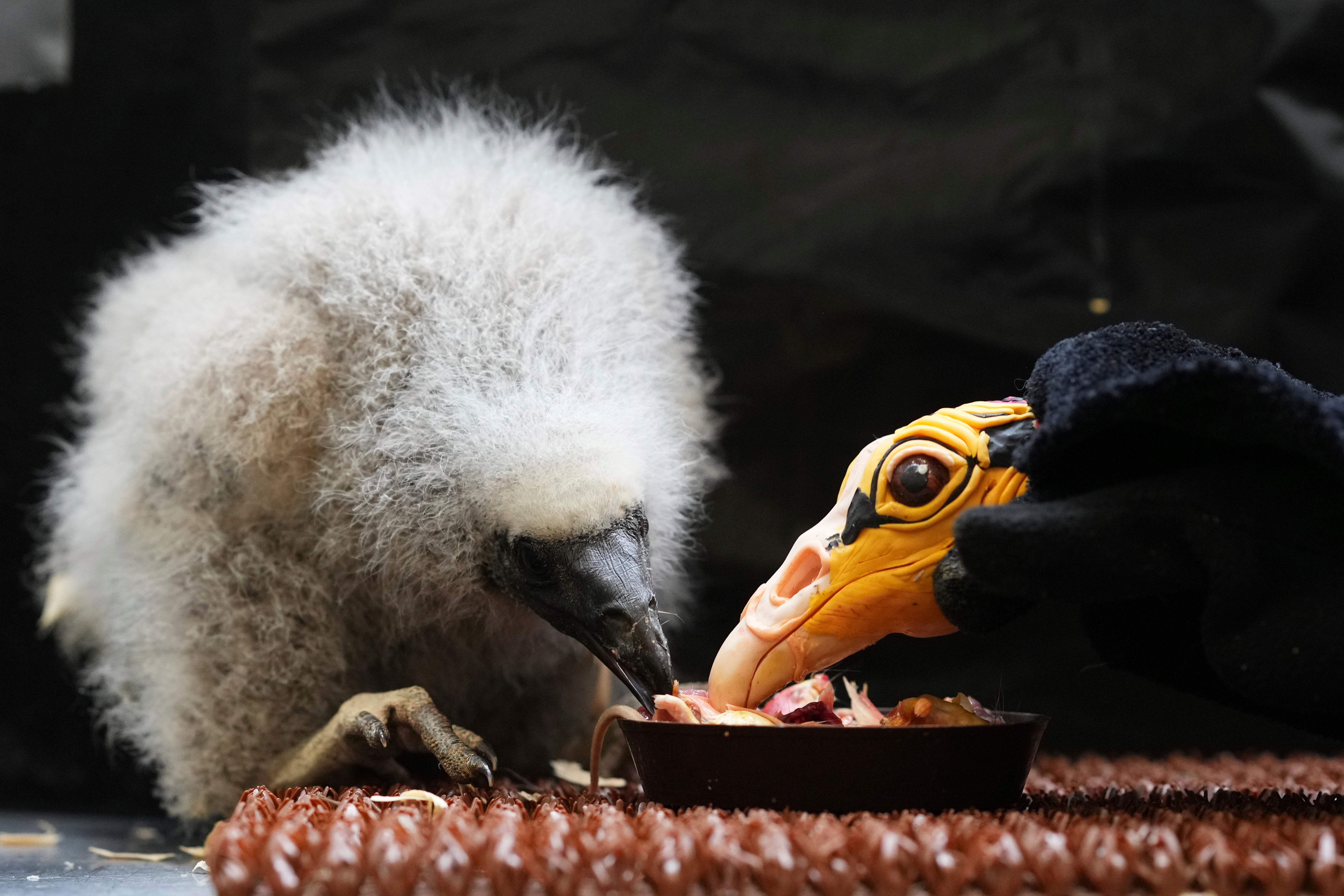Czech Republic Baby Vulture