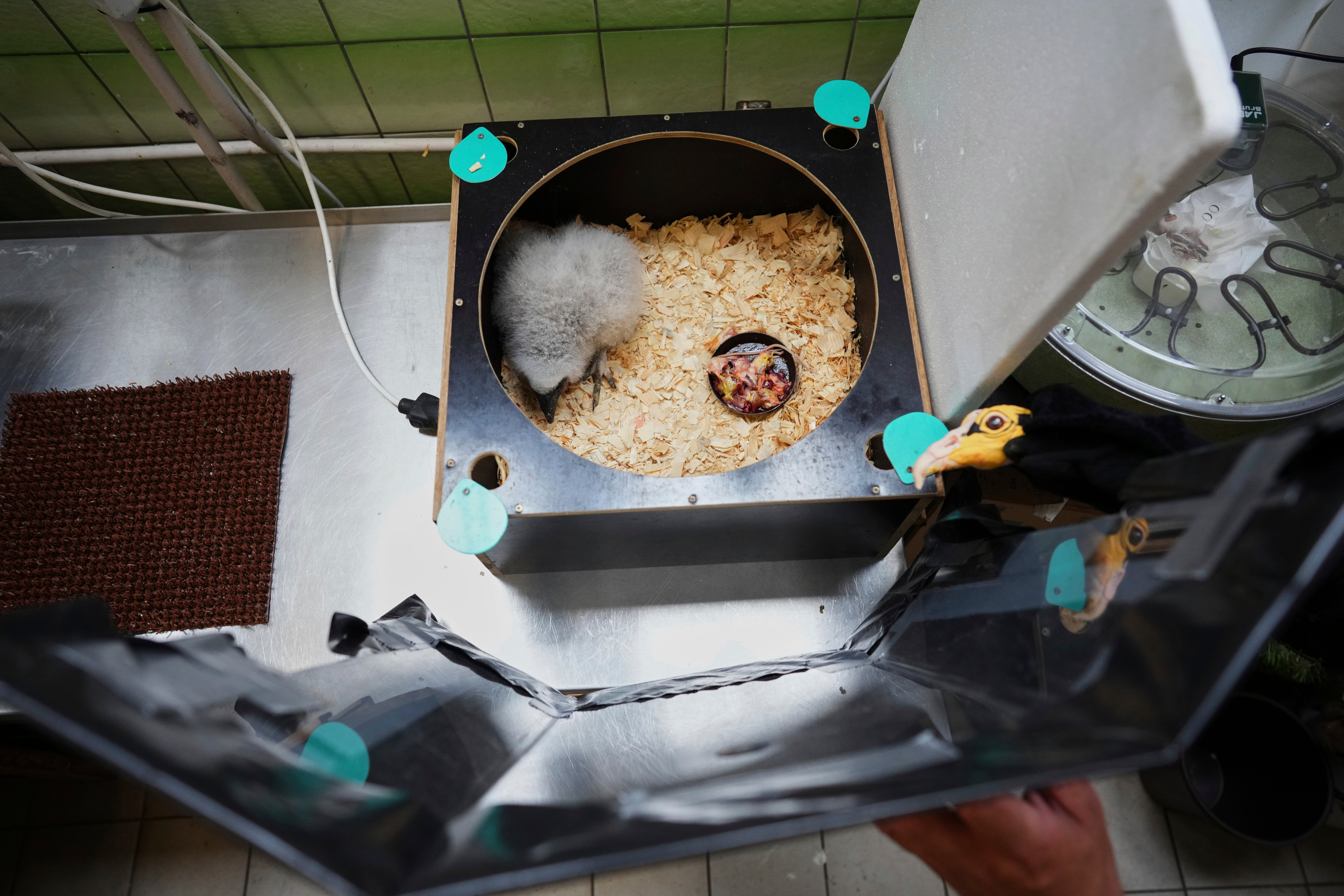 Czech Republic Baby Vulture