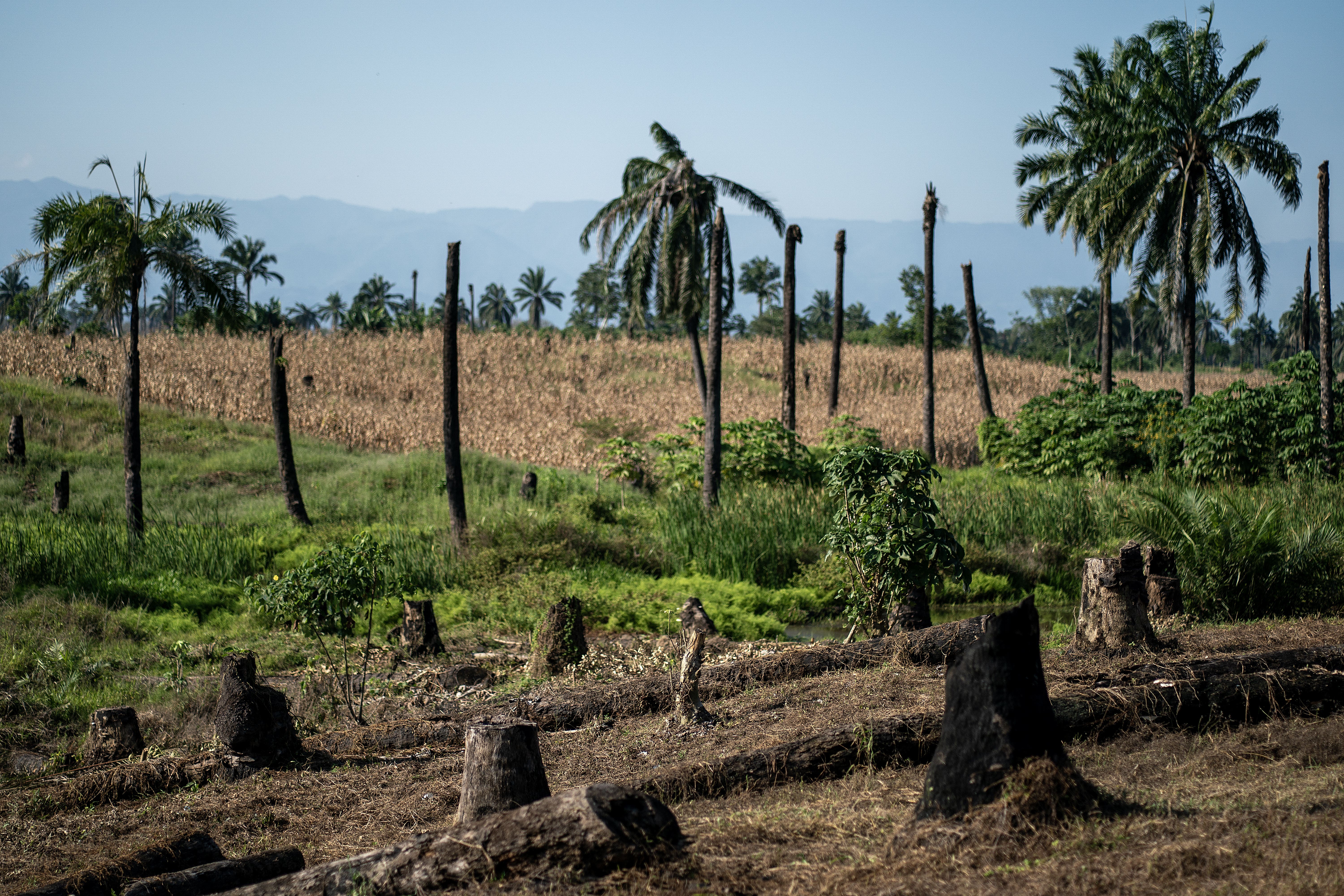 Felled palm trees in the Q’eqchi village of Chinebal Palestina, Guatemala. (Brian Lawless/PA)