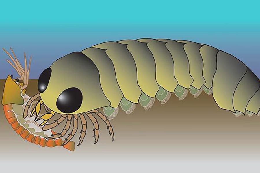 University of Arizona researchers studied the fossilized brain of Mollisonia symmetrica, an extinct Cambrian species previously believed to be an ancestor of horseshoe crabs.