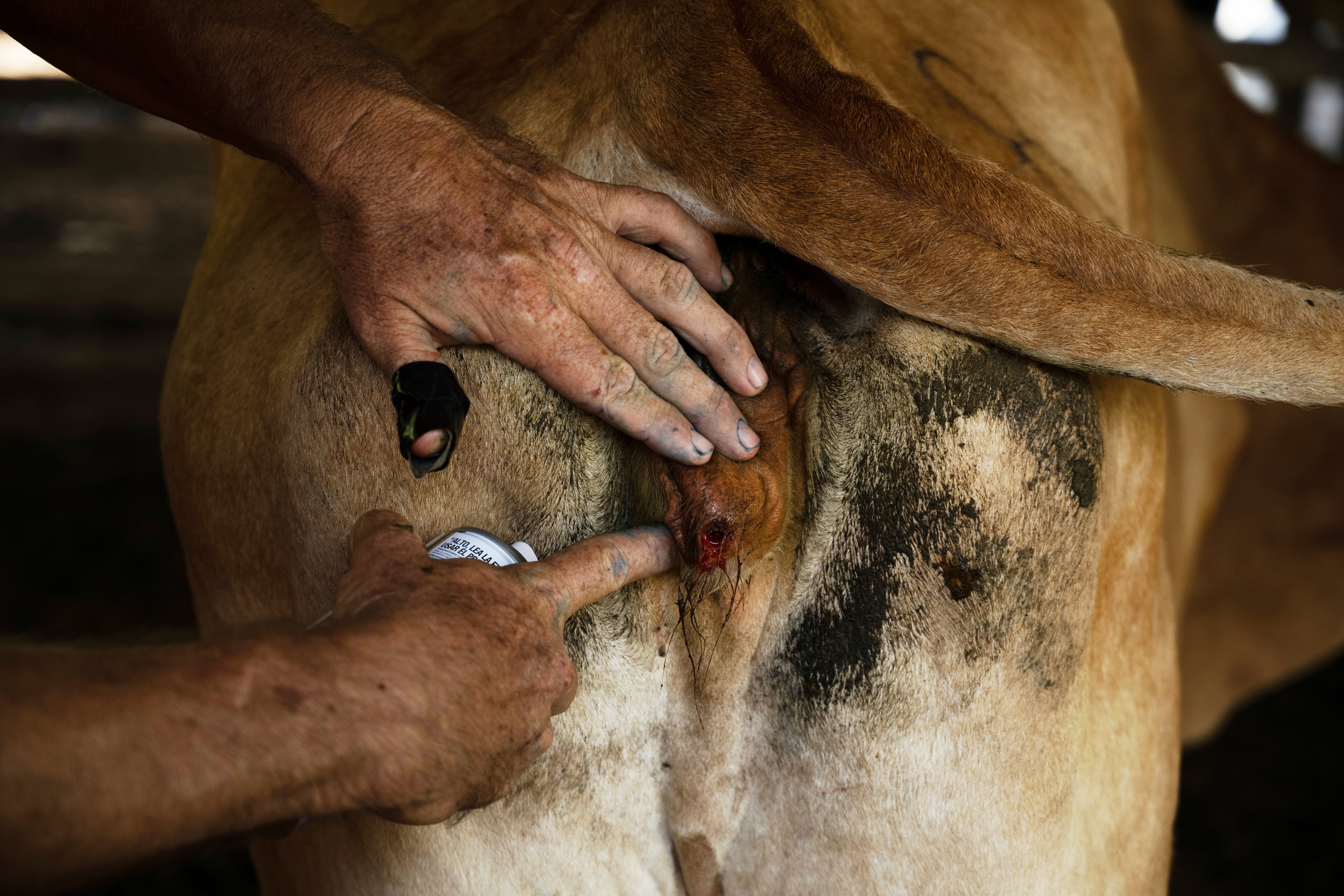 Alfredo Chavez, a cattle rancher and livestock technician, treats a cow affected by New World screwworm at his ranch in Cintalapa, Chiapas, Mexico
