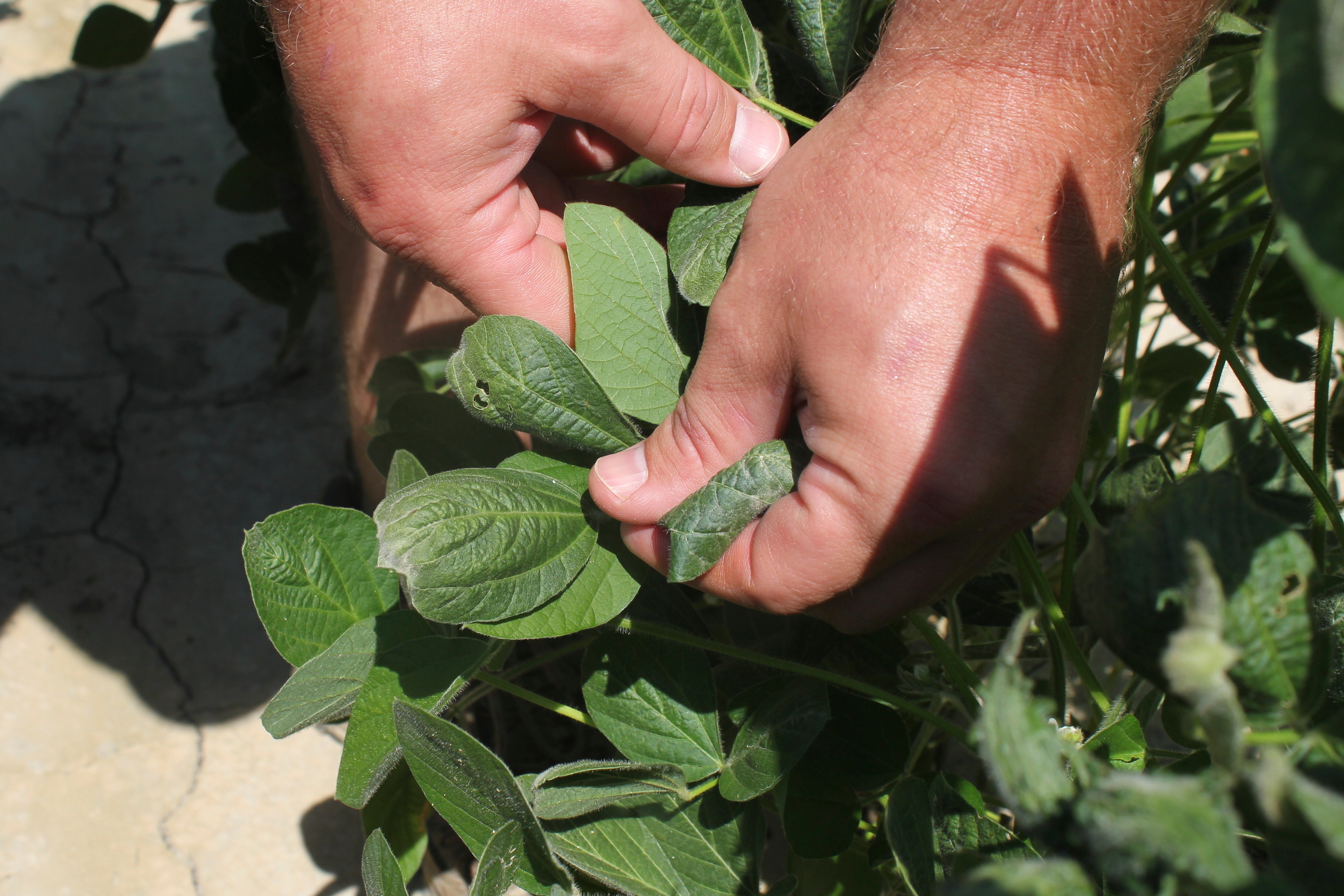 EPA Dicamba