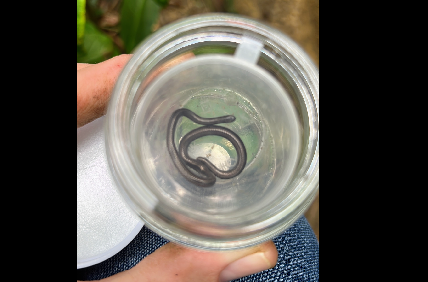 The tiny reptile is blind, burrows in the ground, eats termites and ants and lays one single, slender egg. Fully grown it only measures up to four inches