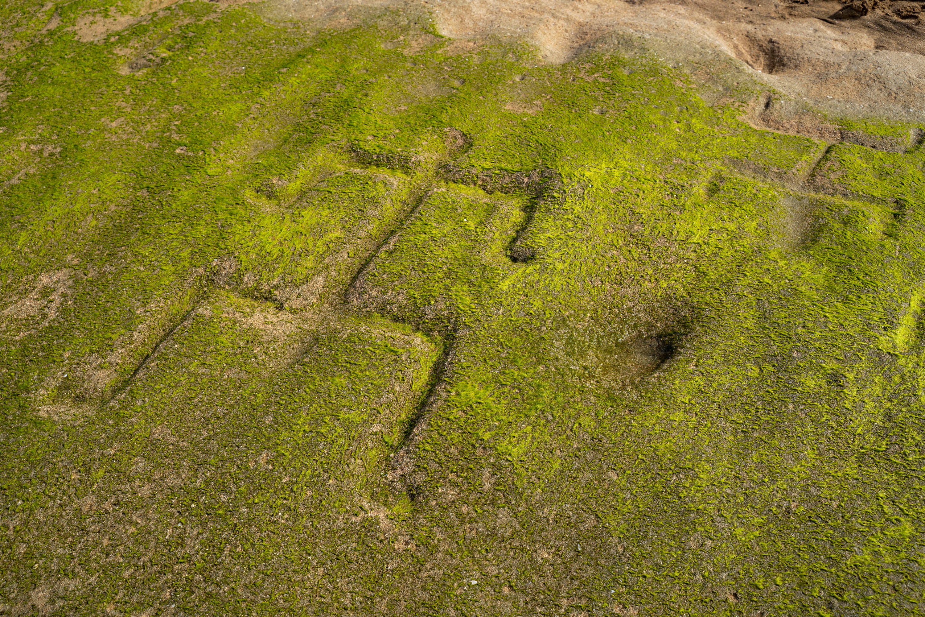 A close-up shows two of several human-shaped petroglyphs carved into the rock at Pokai Bay, July 22, 2025, in Waianae, Hawaii. (AP Photo/Mengshin Lin)