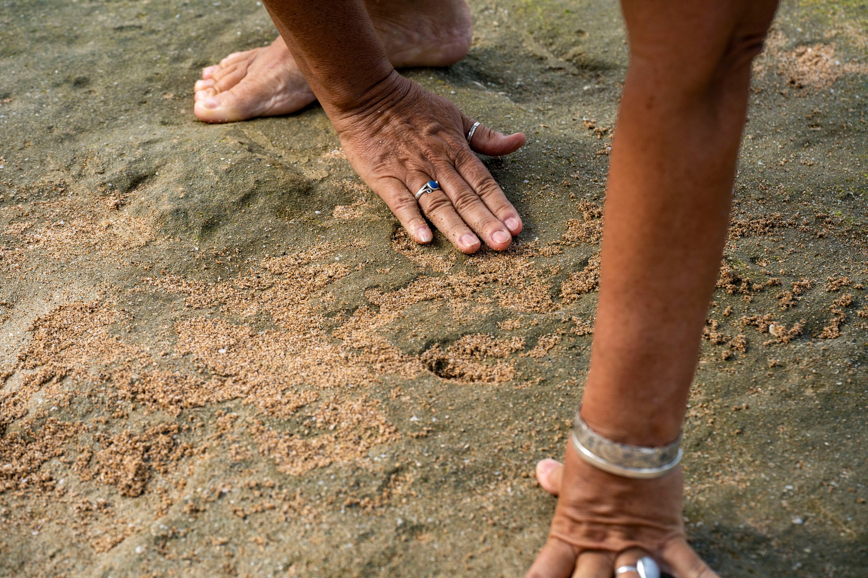 Archaeologist Laura Gilda of the U.S. Army Garrison Hawaii Environmental Division fills a petroglyph carving with sand to make its shape more visible during low tide at Pokai Bay, July 22, 2025, in Waianae, Hawaii. (AP Photo/Mengshin Lin)