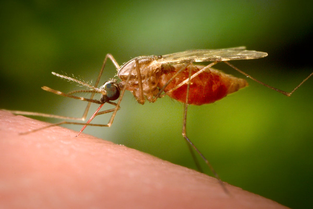 Health warning issued on mosquito bites abroad amid rise in chikungunya cases