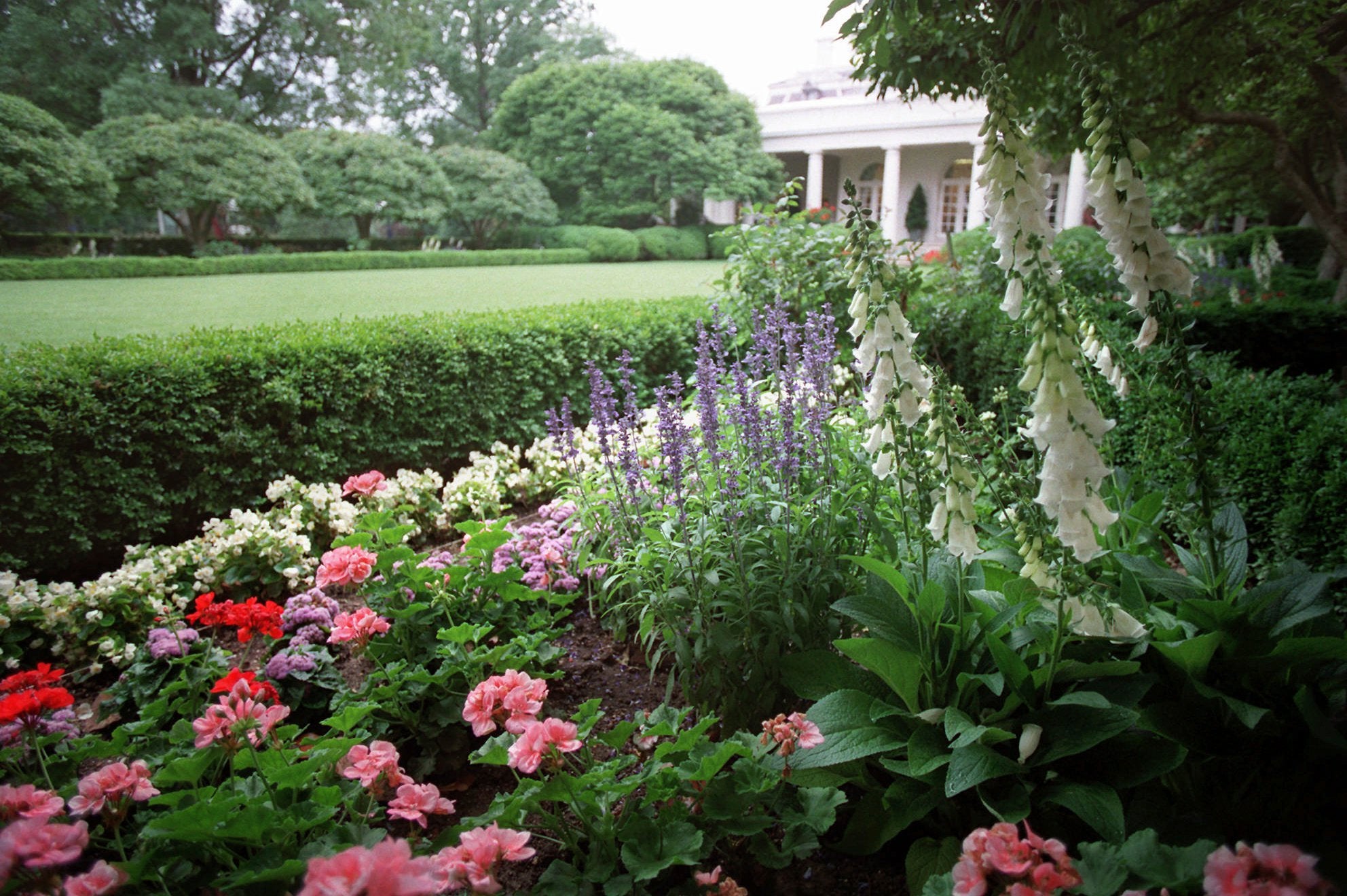 The Rose Garden in greener times