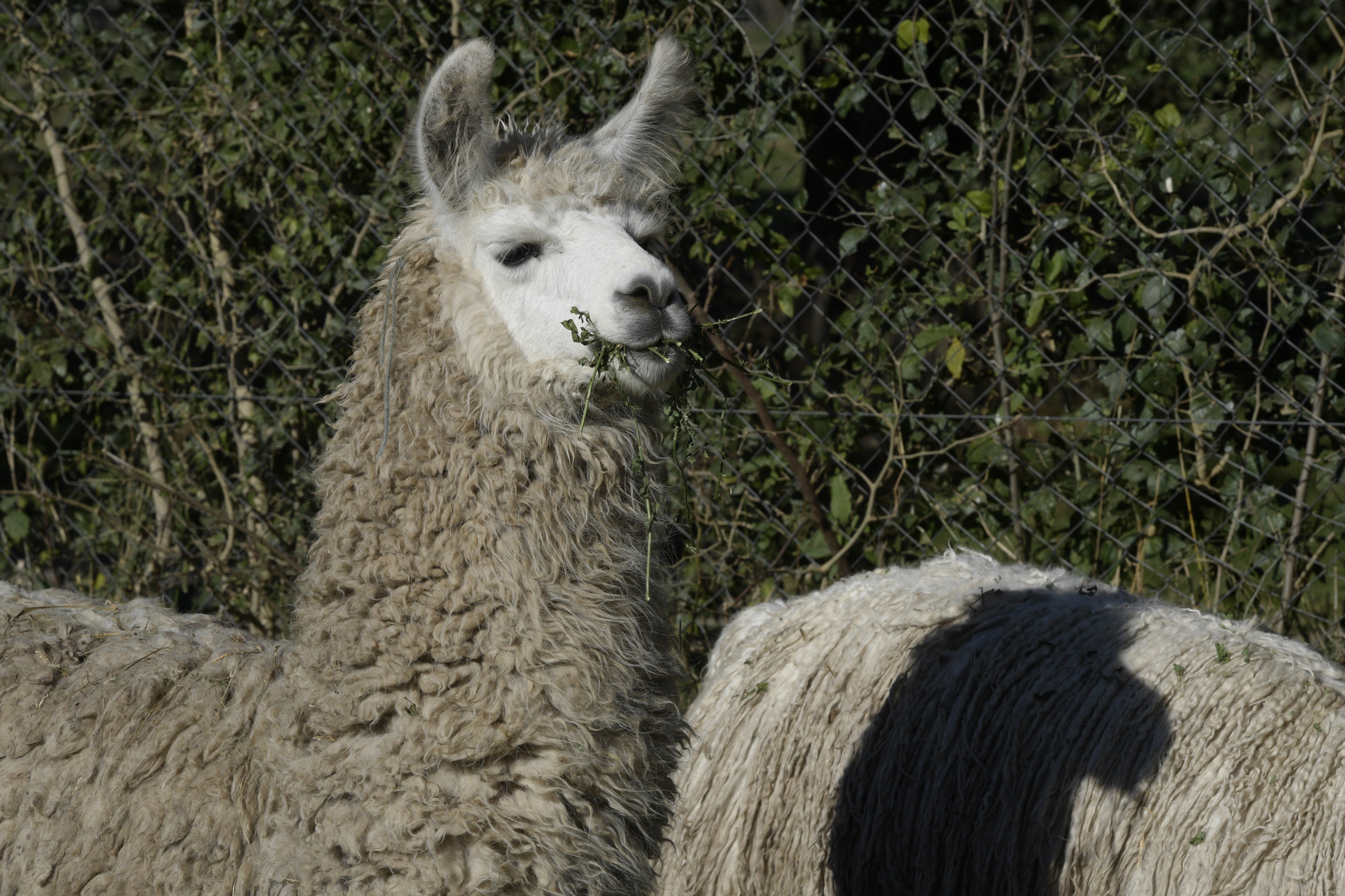 Llama antibodies have previously been used to fight Covid. Llamas, camels, and alpacas have unique immune systems