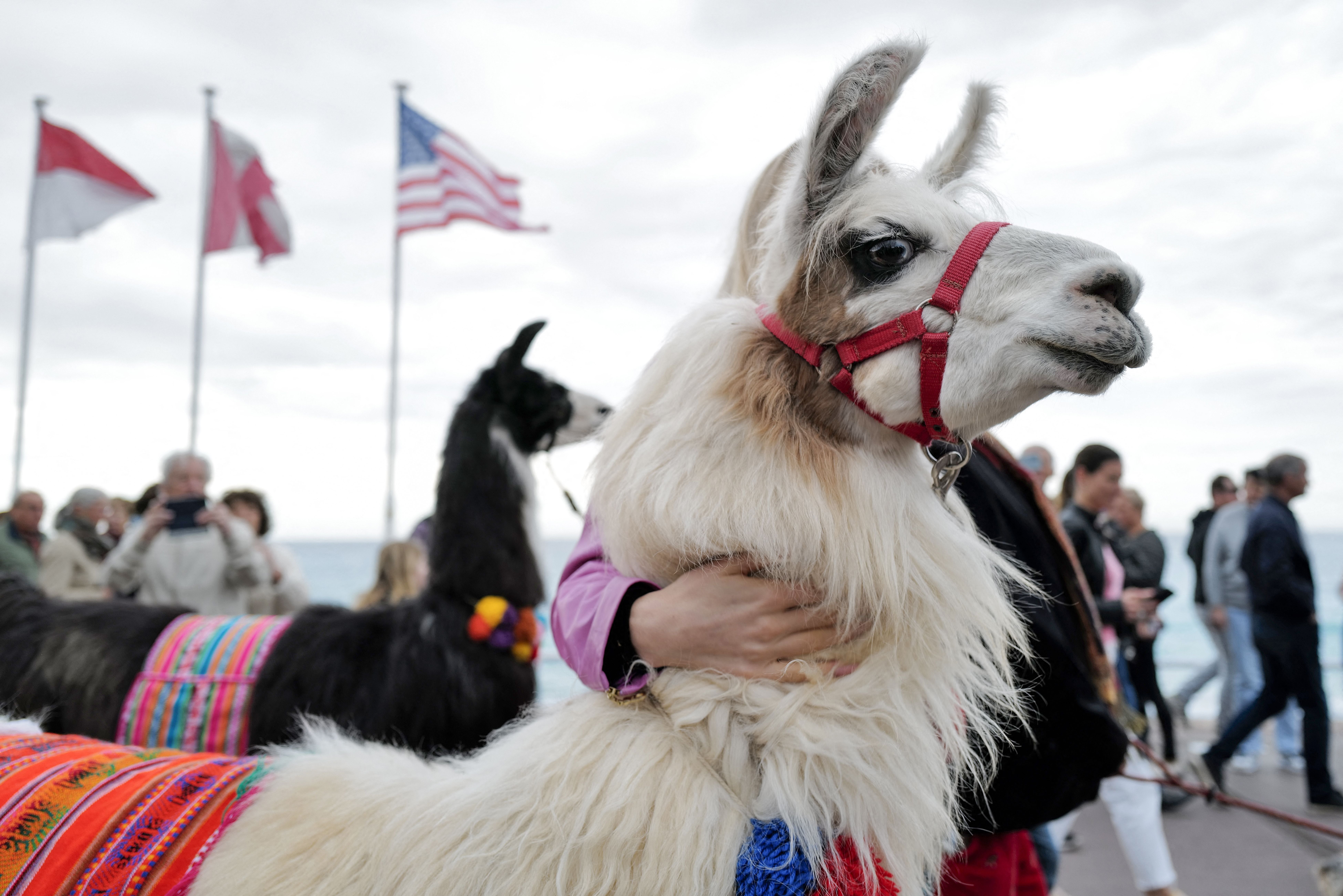 French researchers have used antibodies in llamas to develop a possible treatment for the effects of schizophrenia. The serious brain disorder impacts millions of Americans