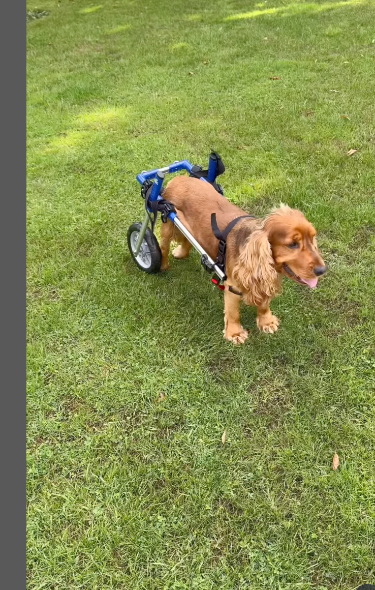 Stacey Solomon’s dog Teddy now walks with a mobility aid following a sudden illness