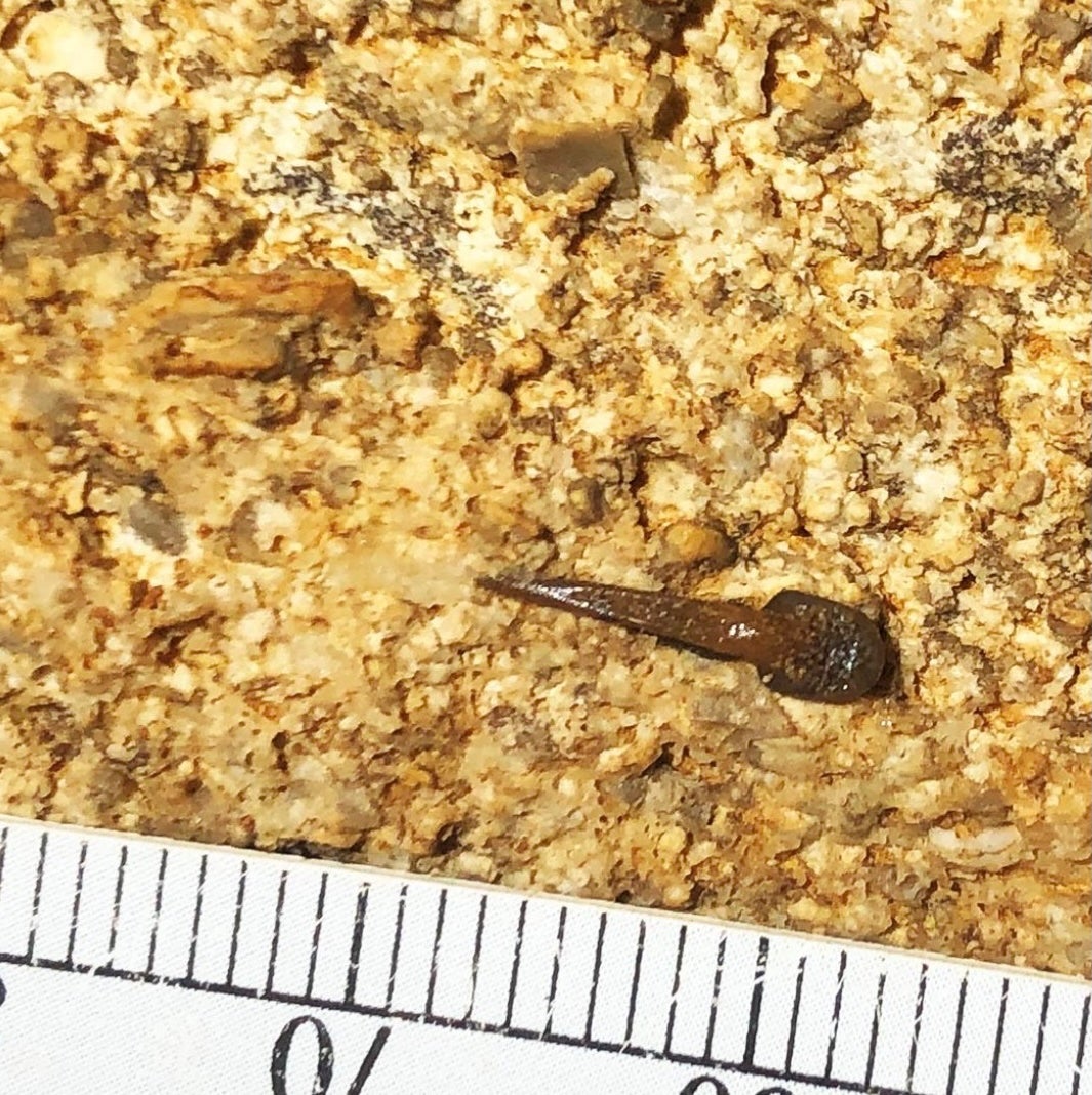 The ancient shark species, known as Macadens olsoni , ‘is notable for its unique tooth whorl,’ Mammoth Cave National Park said