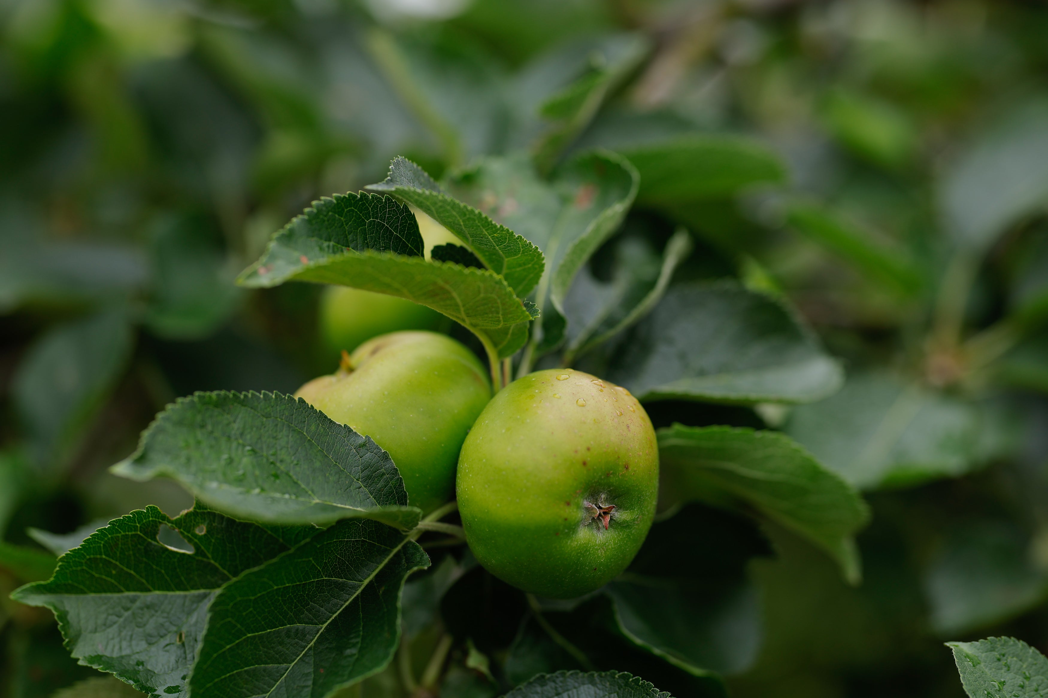Armagh Bramley Apples growing at the orchards at Ardress in Co Armagh. (Philip Magowan/PA)
