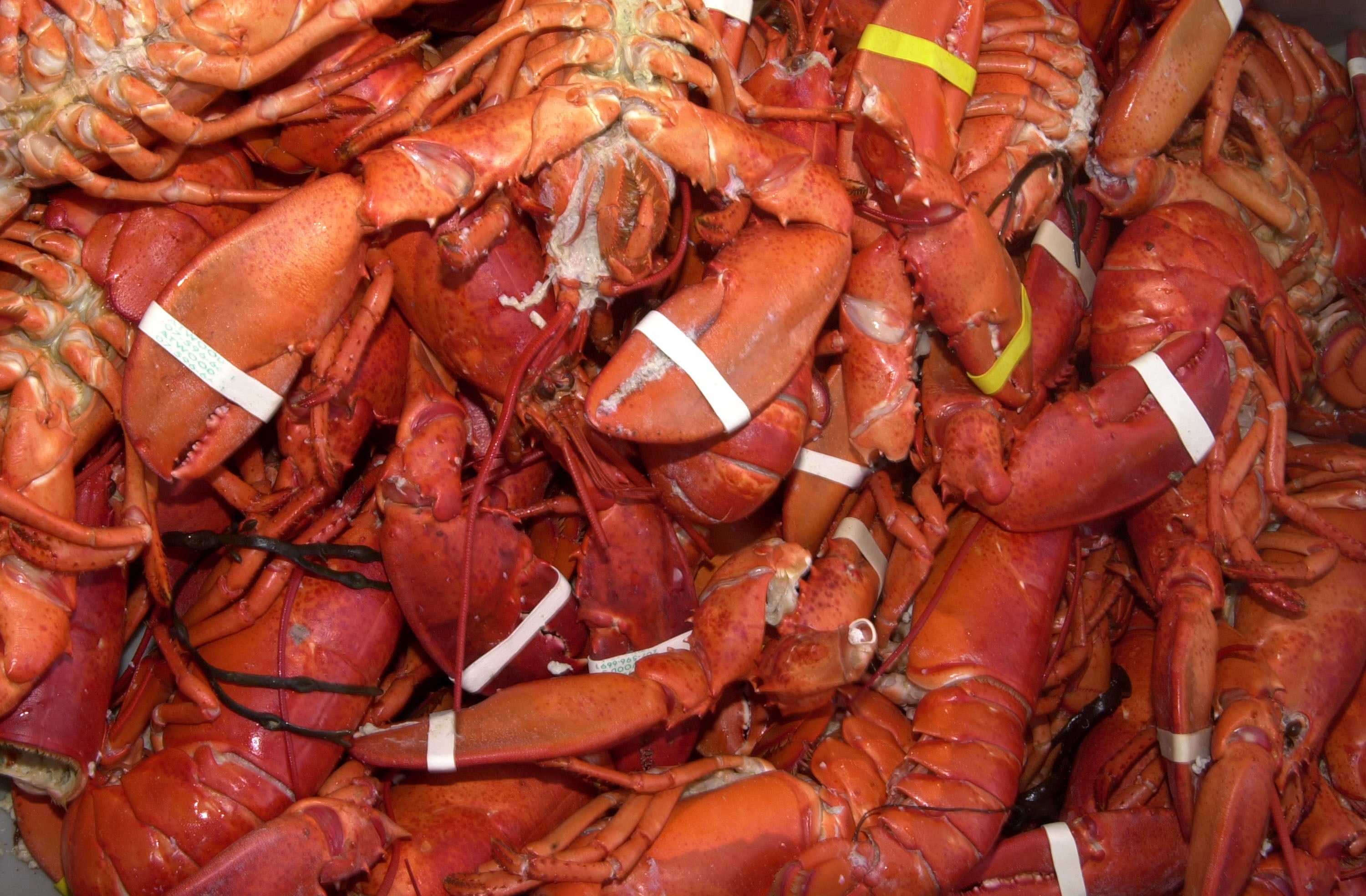 Animal rights group PETA filed a lawsuit against the Maine Lobster Festival, claiming the event organizers are torturing lobsters by steaming them to eat.