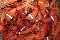 PETA sues Maine Lobster Festival saying the steaming of 16,000 live crustaceans is torture
