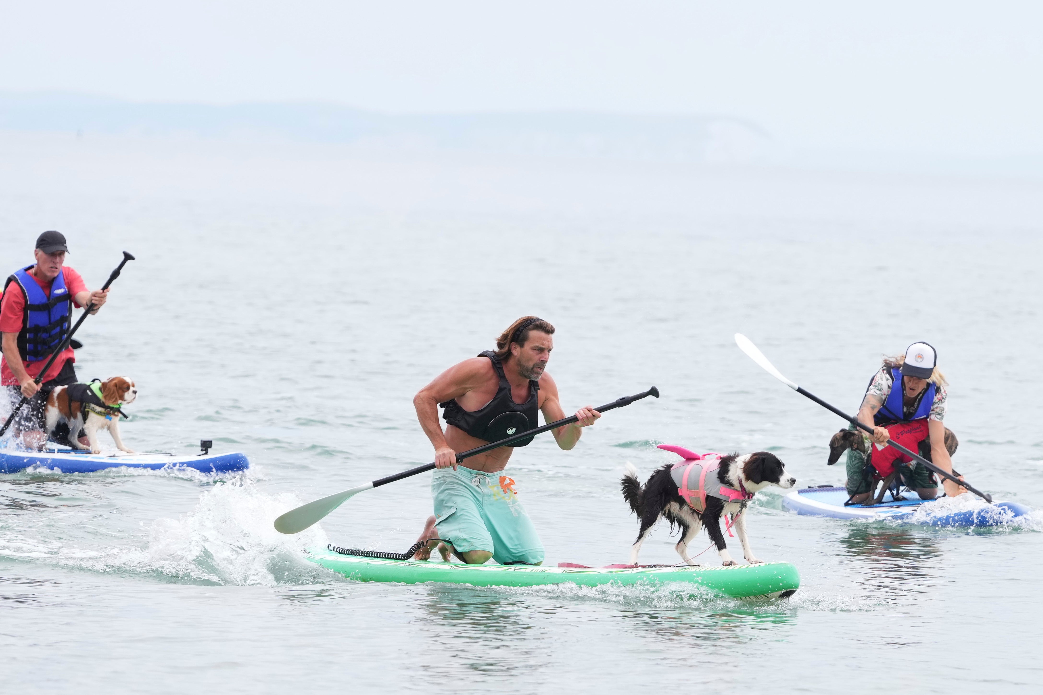 APTOPIX Britain Dog Surfing