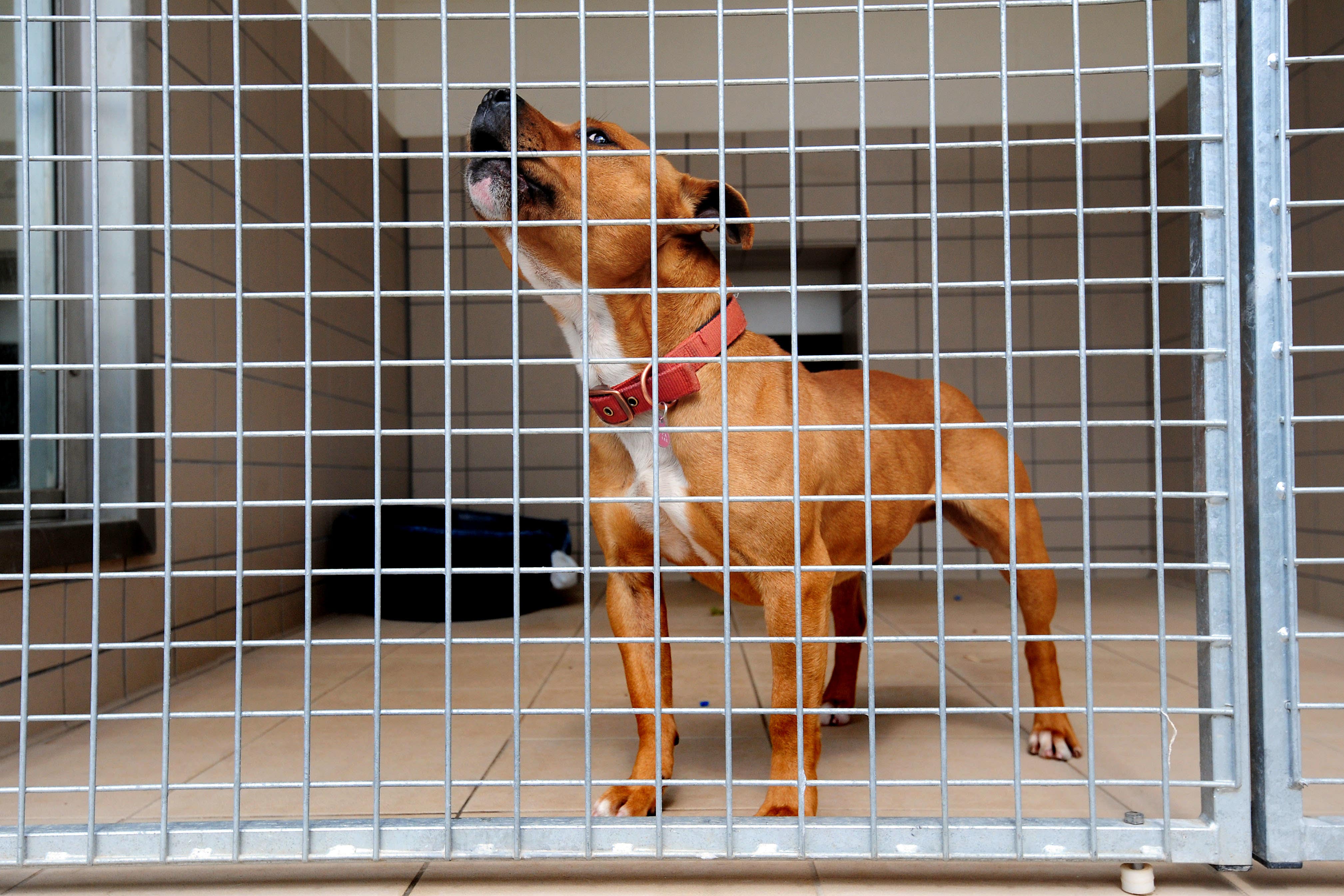 The leading animal charity has called for better regulations around pet rescues which import dogs