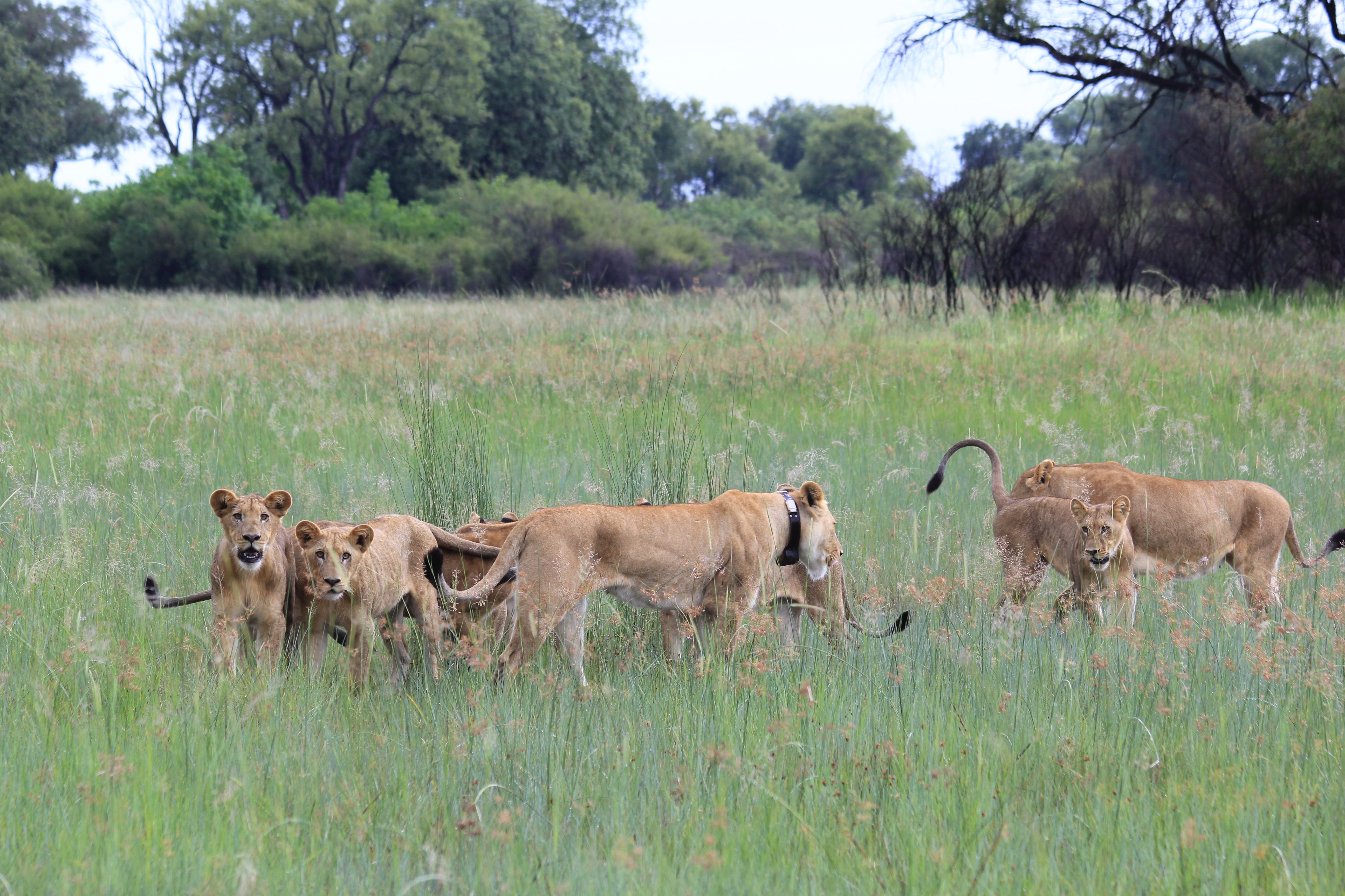 A pride of lions is collar-tracked as part of a Tusk conservation programme in Botswana