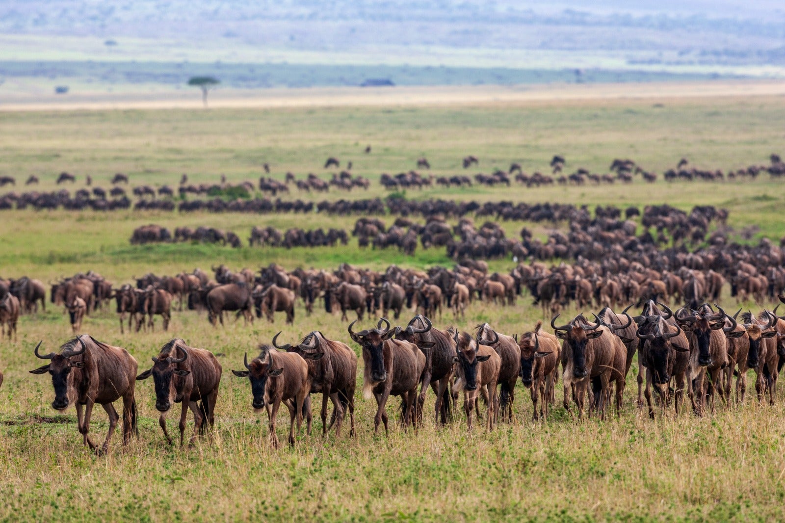 A herd of wildebeest in the Maasai Mara conservancies