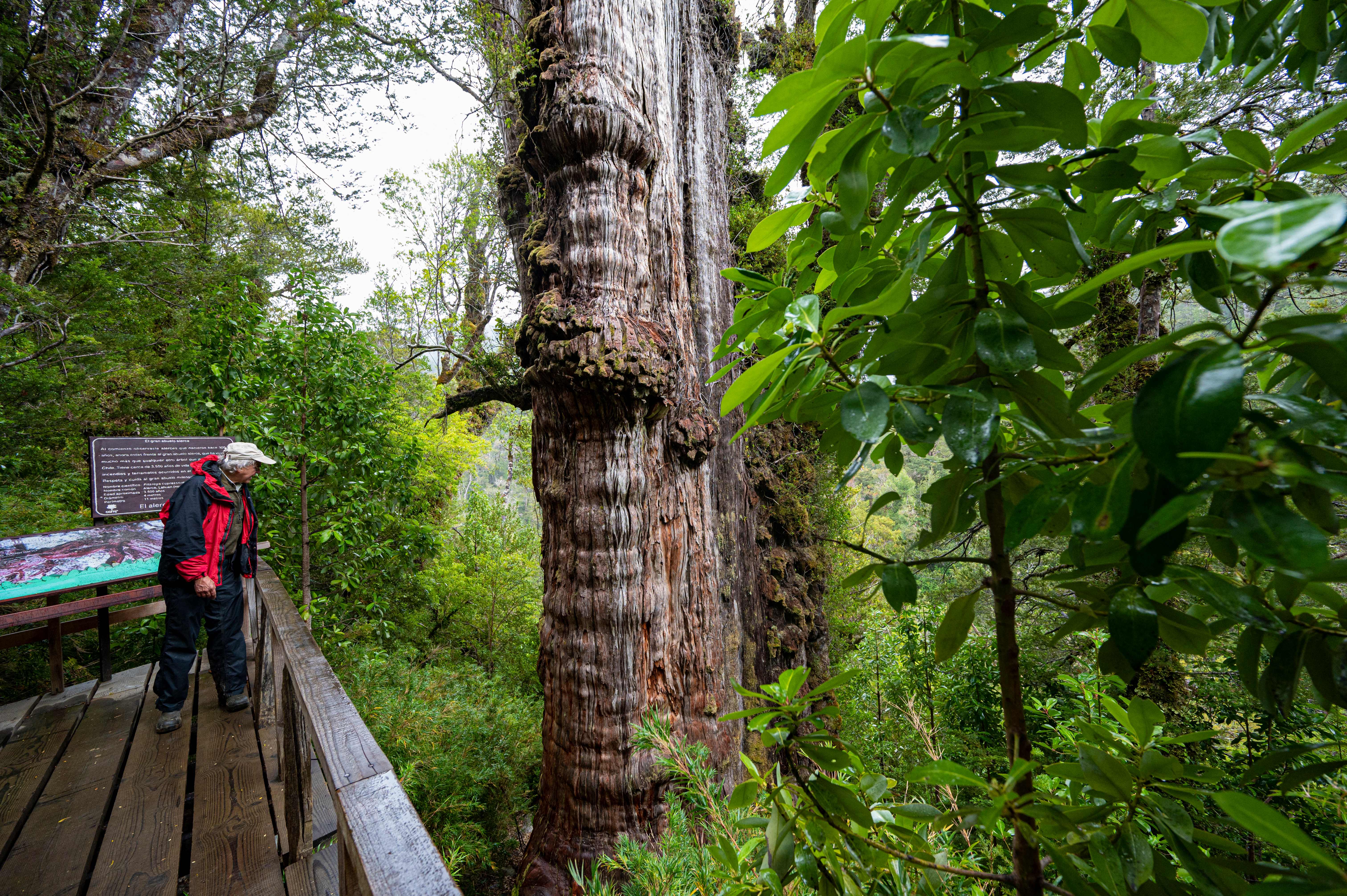 Antonio Lara, a researcher from the laboratory of the Faculty of Science and Climate of the Austral University, observes the 92 ft tall 'Alerce Milenario' tree in Valdivia, Chile, in April 2023